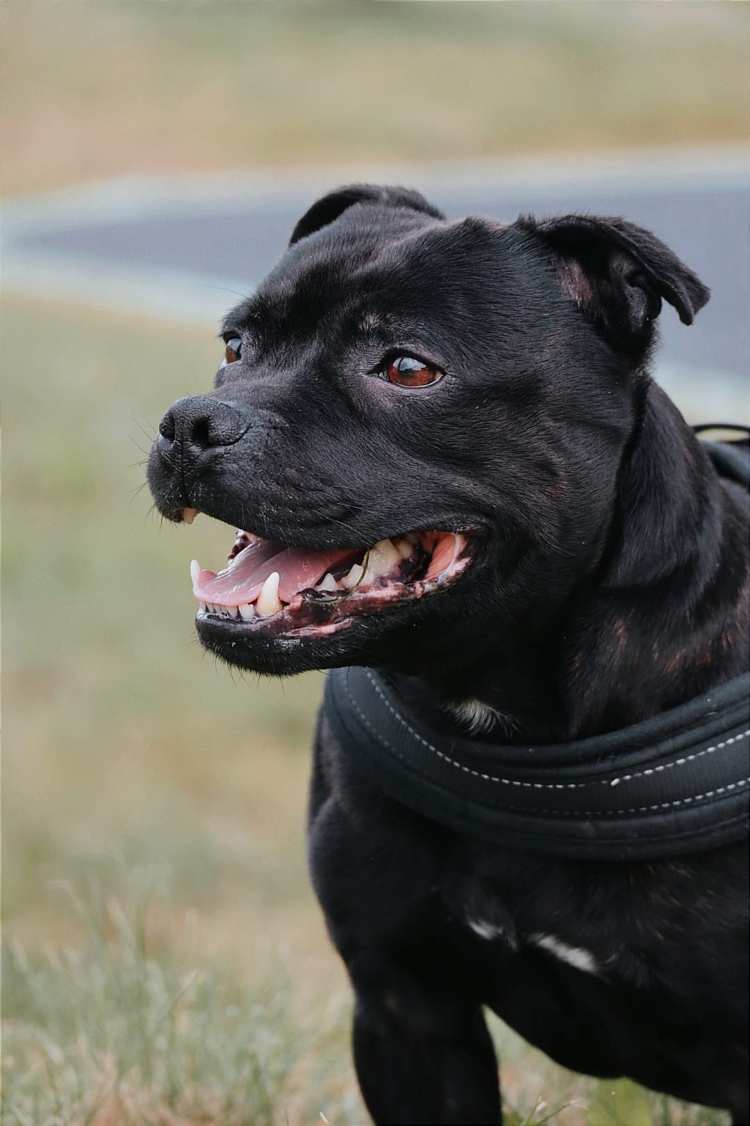 Darck - 97 Rue du Foyer, Plouaret