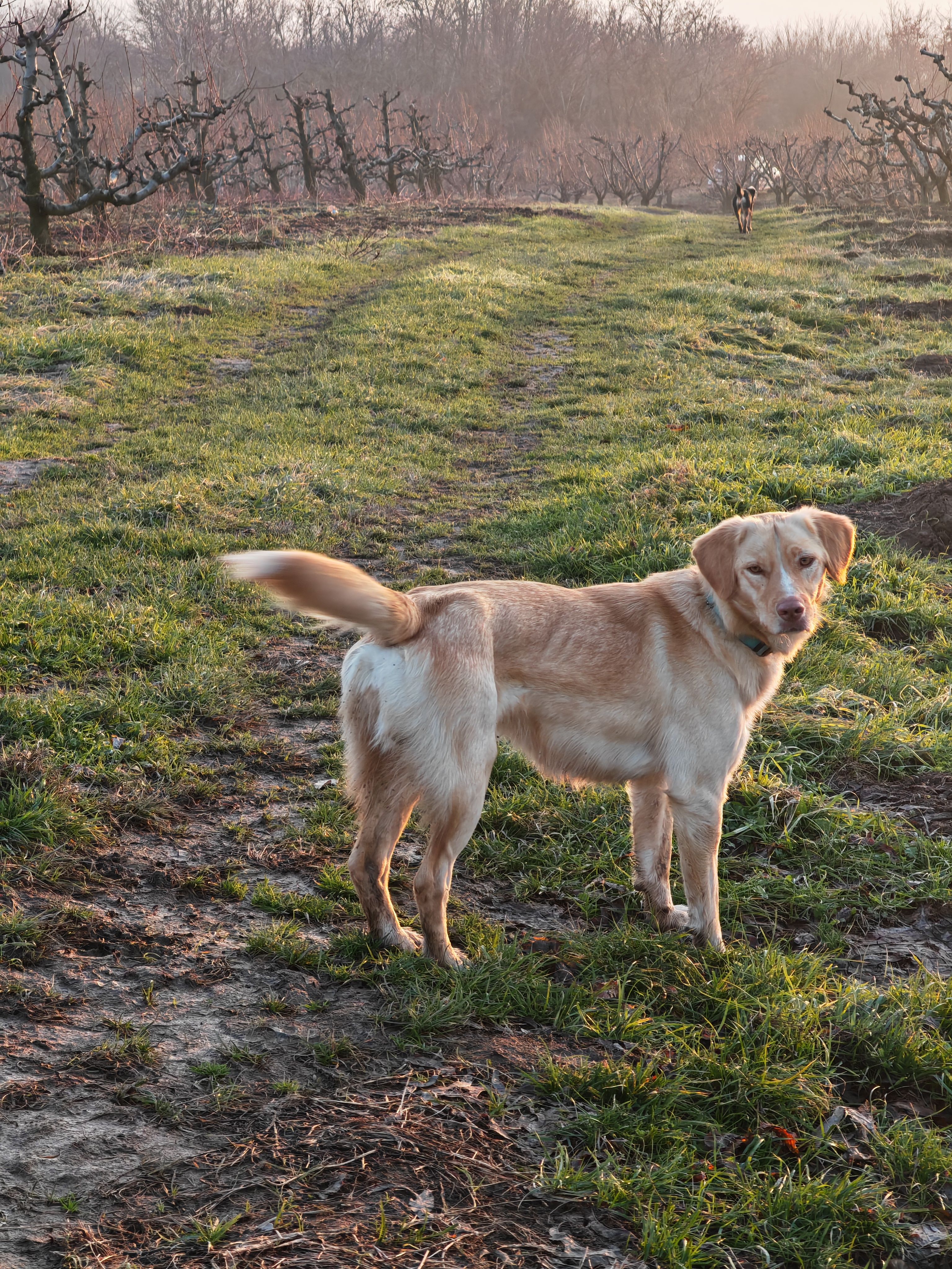 Rafaella - Хајдук Вељка Други Део, Grocka