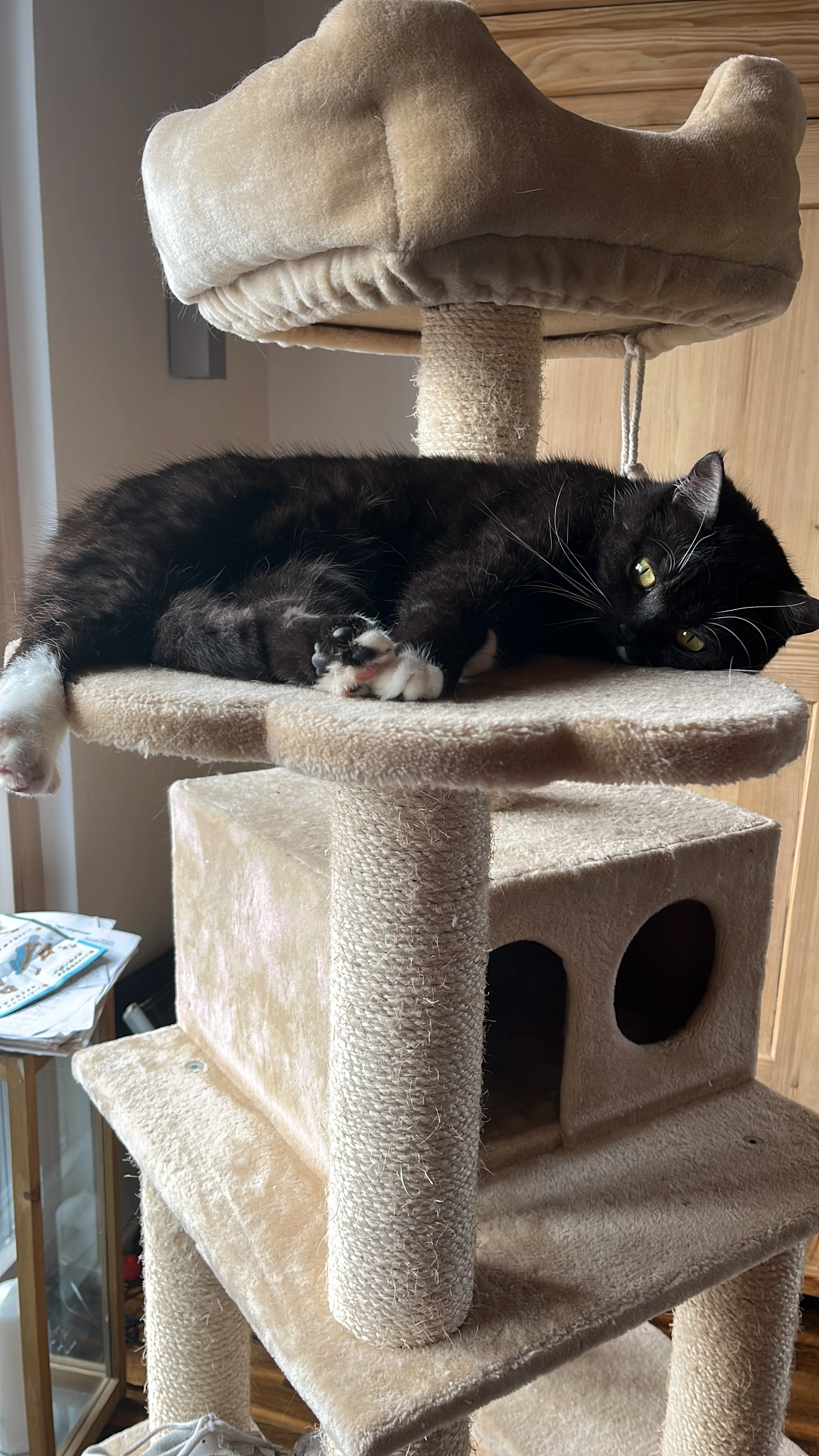 Nala - 66793, Saarwellingen