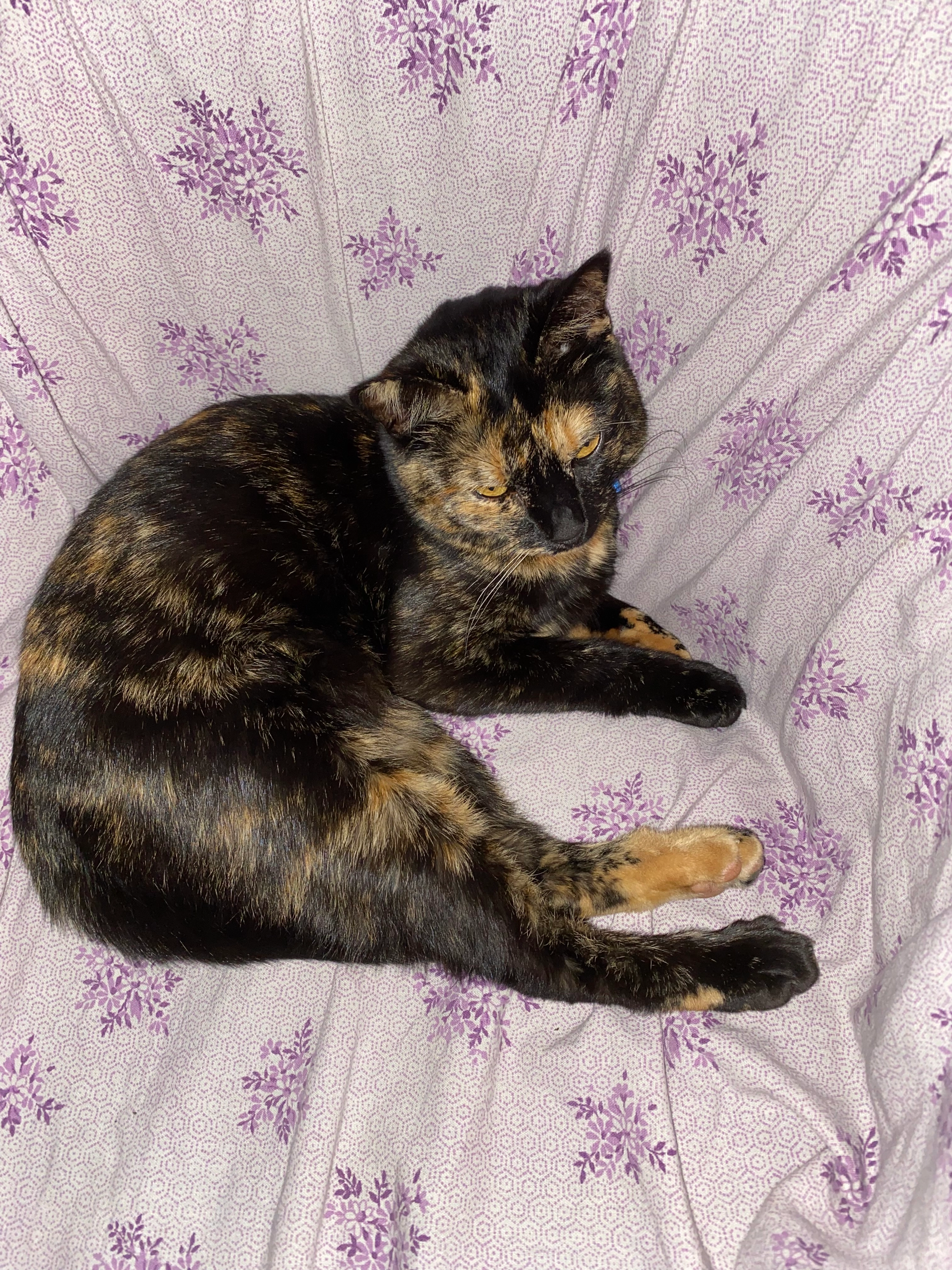 Tsuki  - Rue Louis Amade, Saint-André