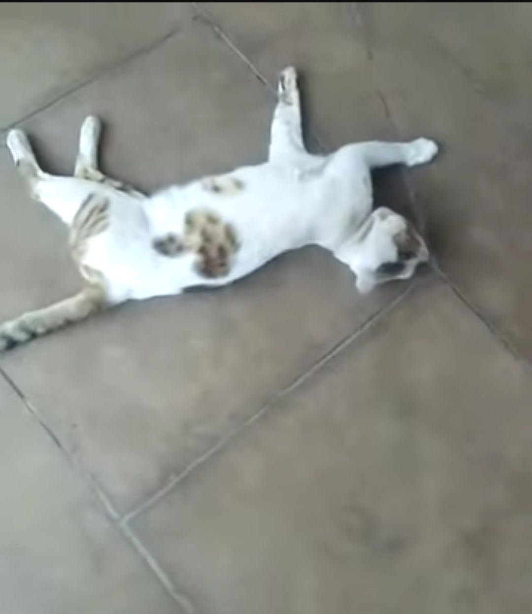 Billo - Sh80, Aligarh