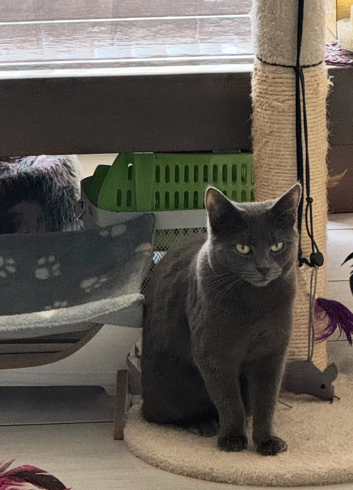 Milou - Plevierstraat, Anna Paulowna