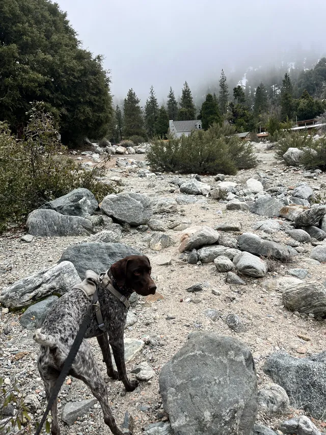 Cosmo - Rancho Rd, Phelan