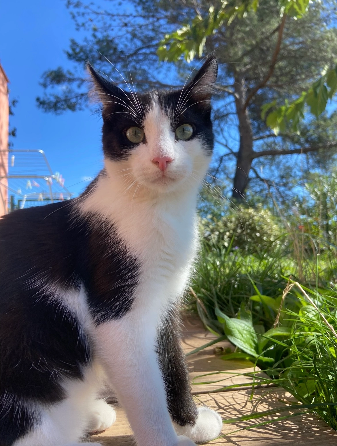 Pépito  - Rue De Cuques, Aix-en-Provence