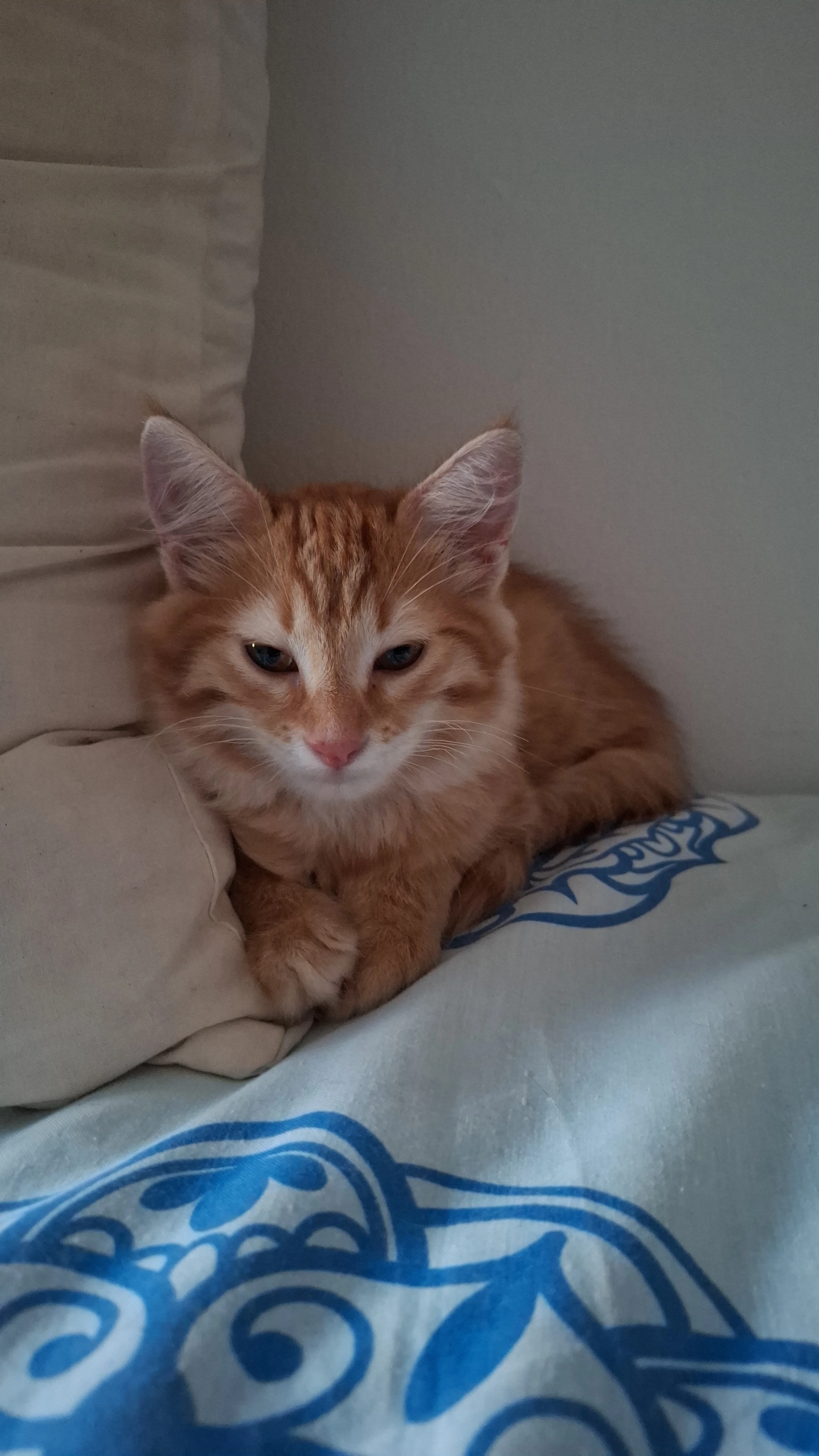 Dorito - Avenida de Masnou 14, Hospitalet de Llobregat