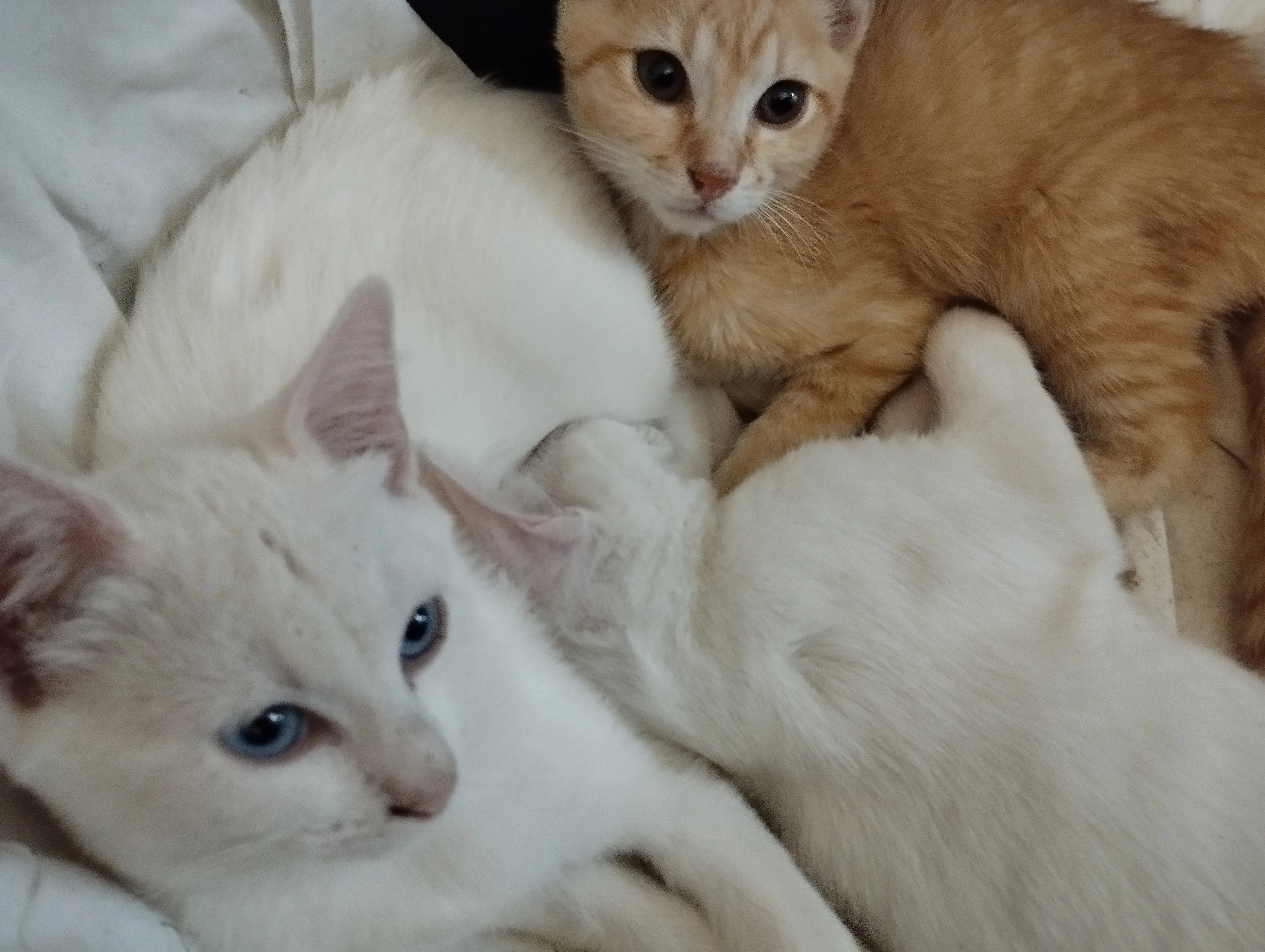 Elie - Rue De Coquard, Villeneuve-sur-Lot