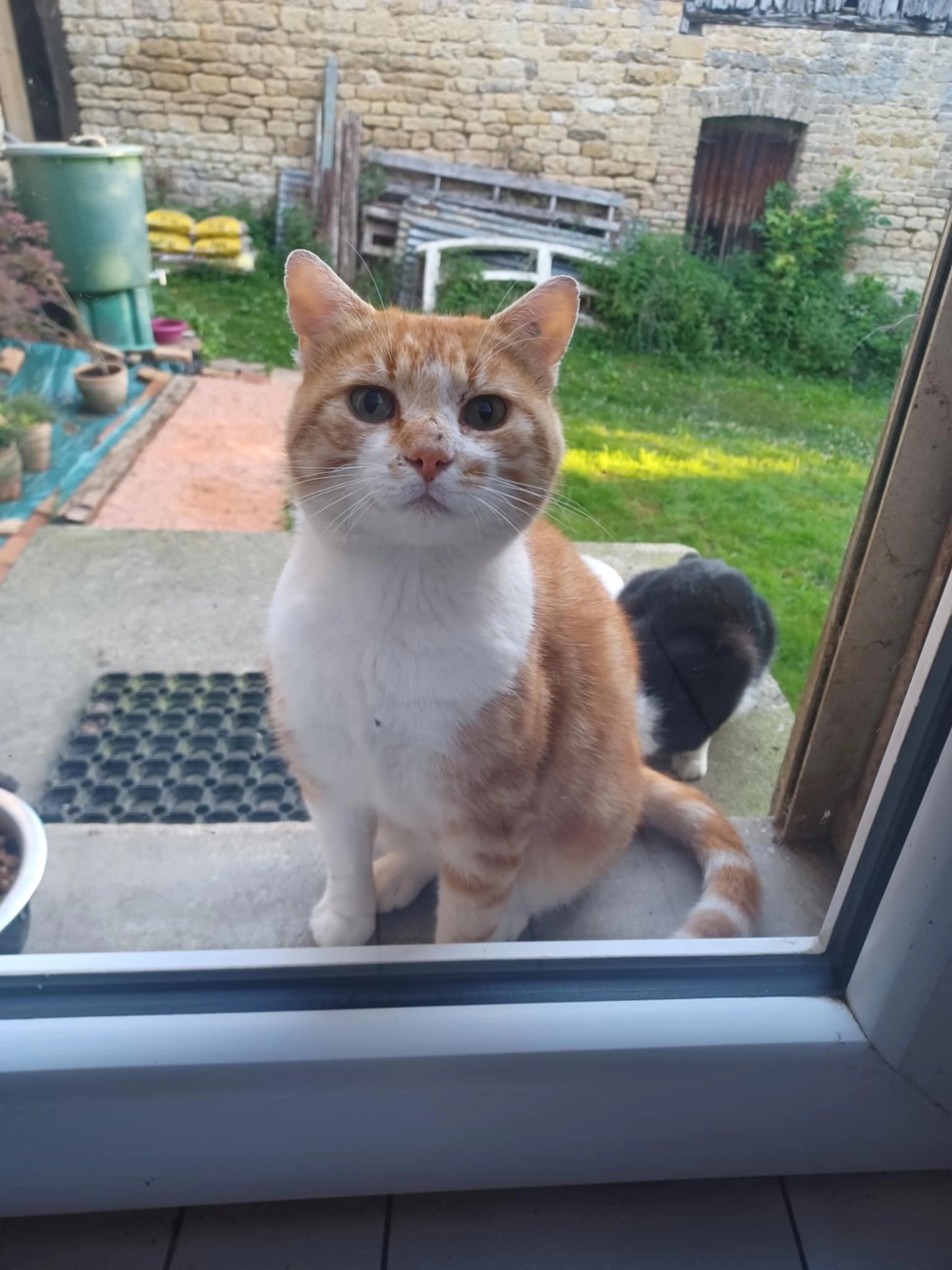 Tom - 26 Rue du Canada, Reims