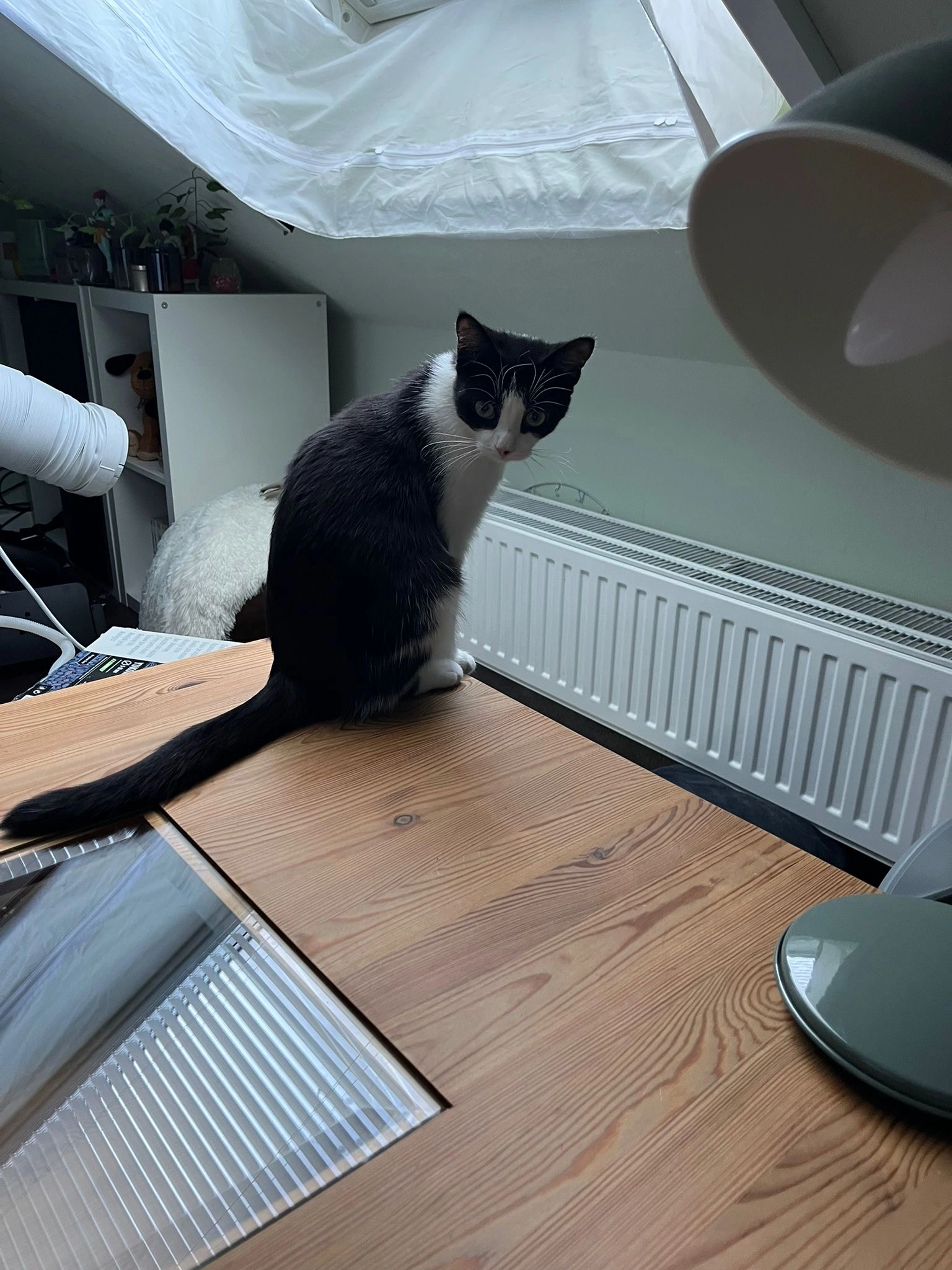 Diana - Kaiserstraße, Moers