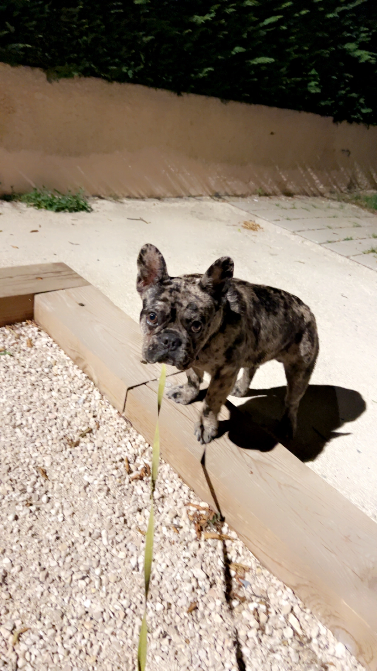 Tomy - Avenue des Pyrénées, Frouzins