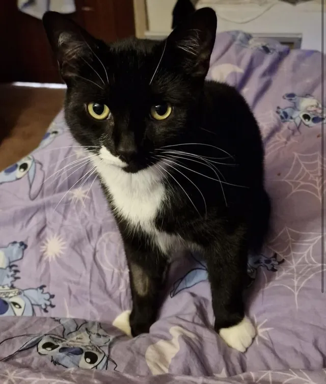 Tux - Perry Avenue, Wolverhampton