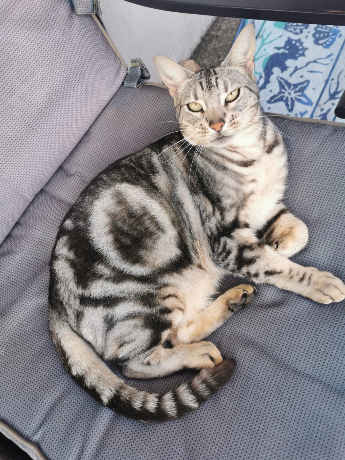 Shadow  - Chestnut Avenue, Nottingham