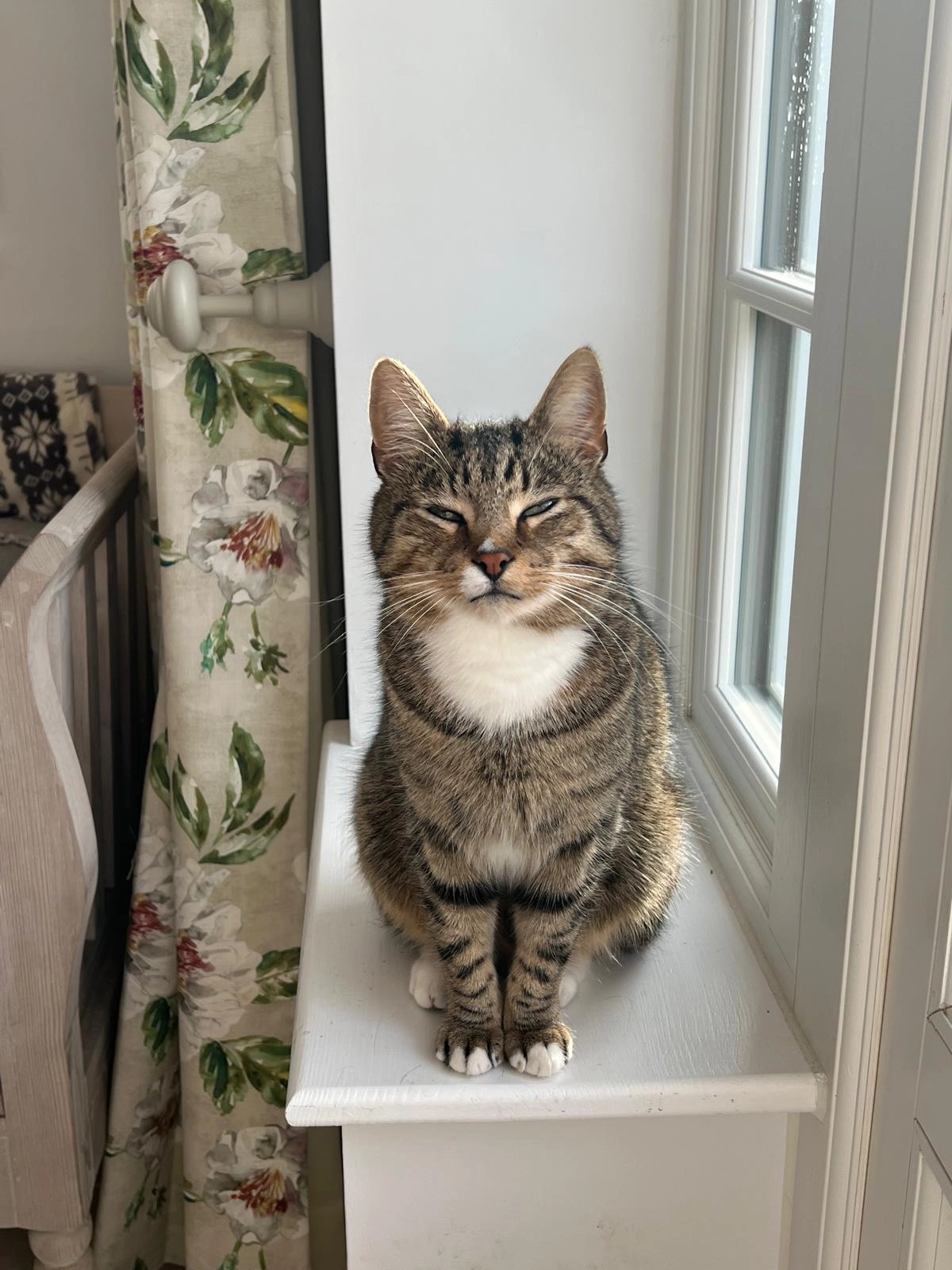 Casper - Birch Lane, Fordingbridge