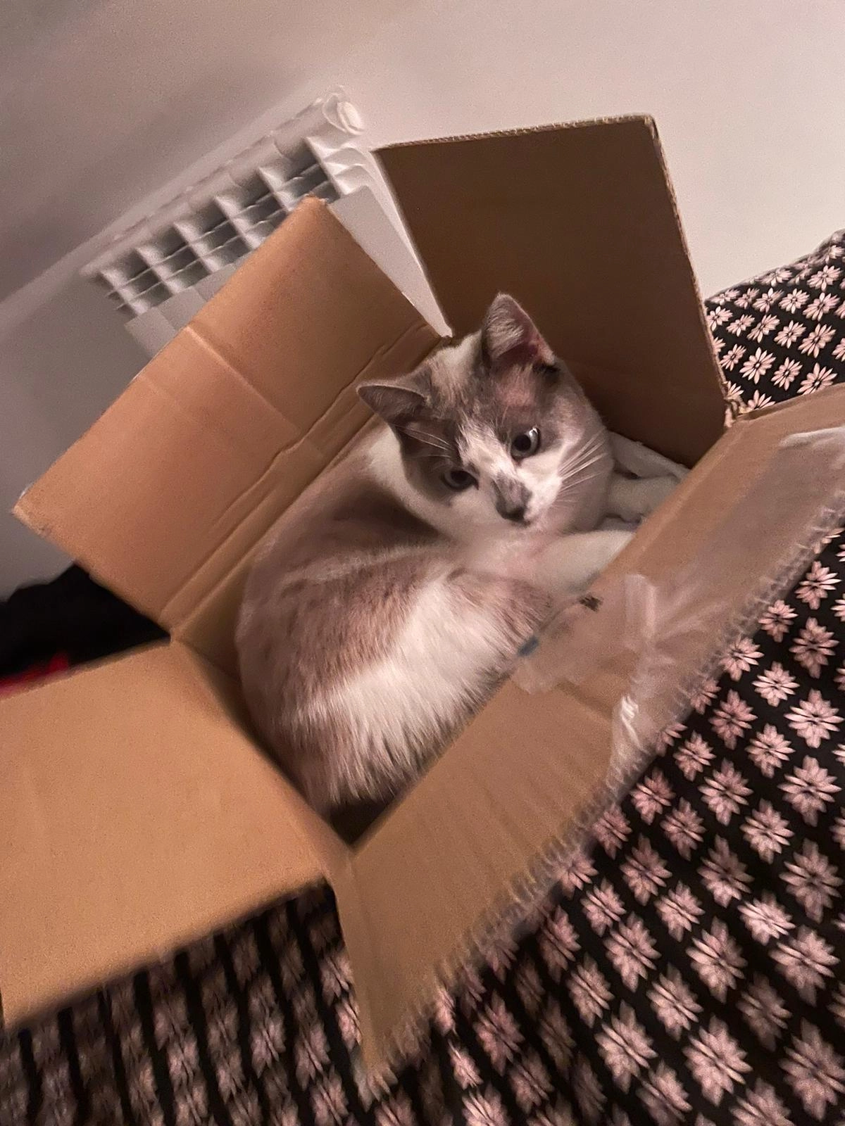 Stella - 12 Rue des Tanneries, Landivisiau