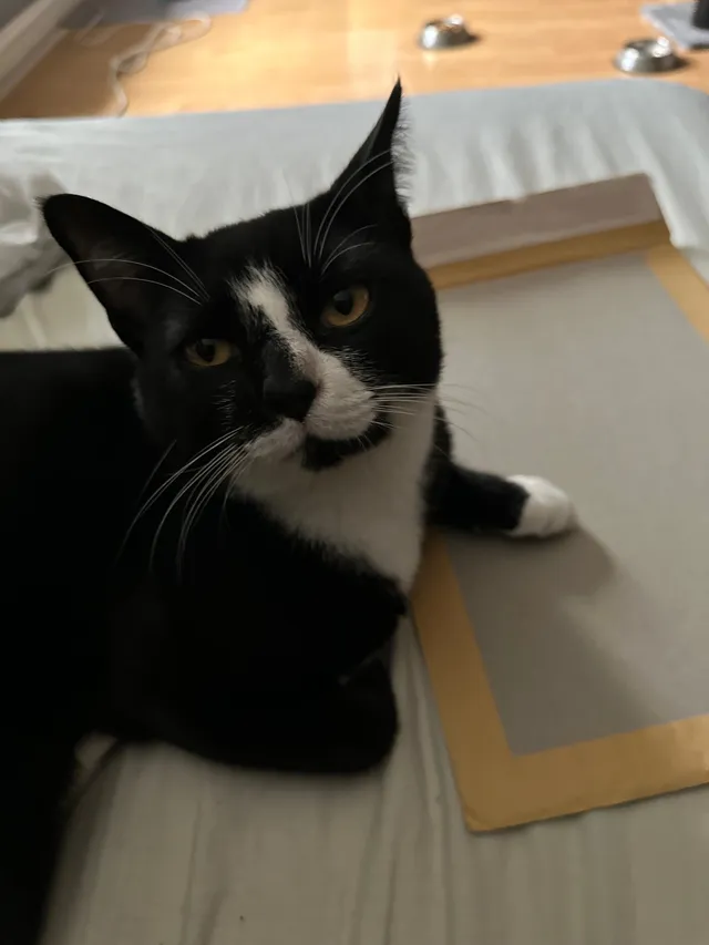 Leo - New Kent Road, Chatham