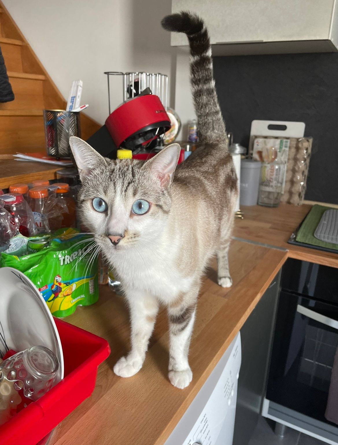 Shelby - Rue Ayel Salasse, Le Coteau