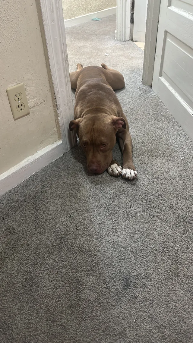 Nala  - 615 Ross St, Harrisburg