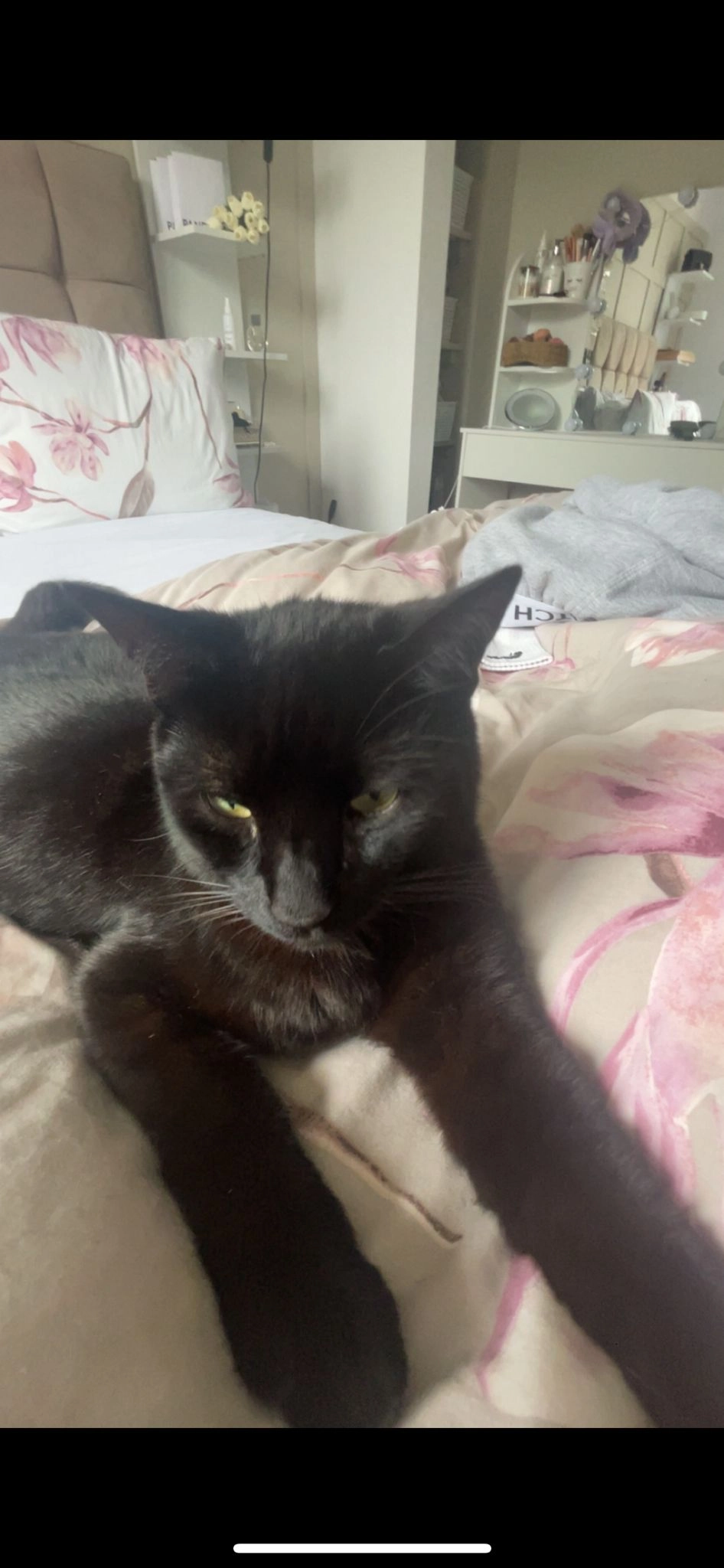 Max - Tudor Way, Haverfordwest