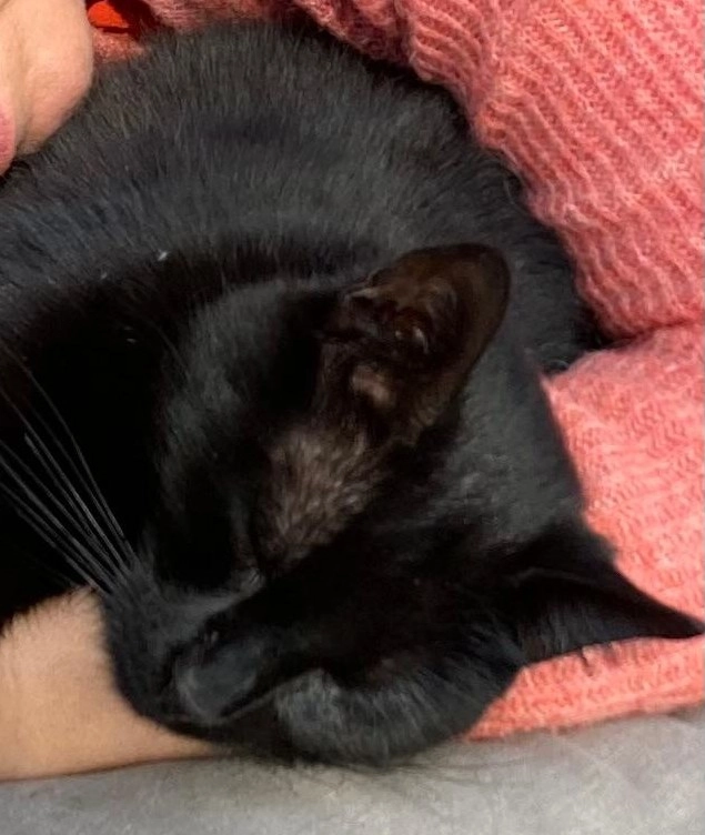 DOOR - Hazenhoekstraat, Stekene