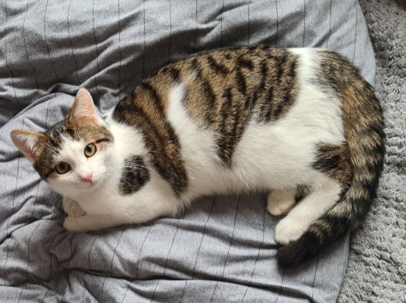 Pitú "Ludwig" - Fischkasten, Wemding