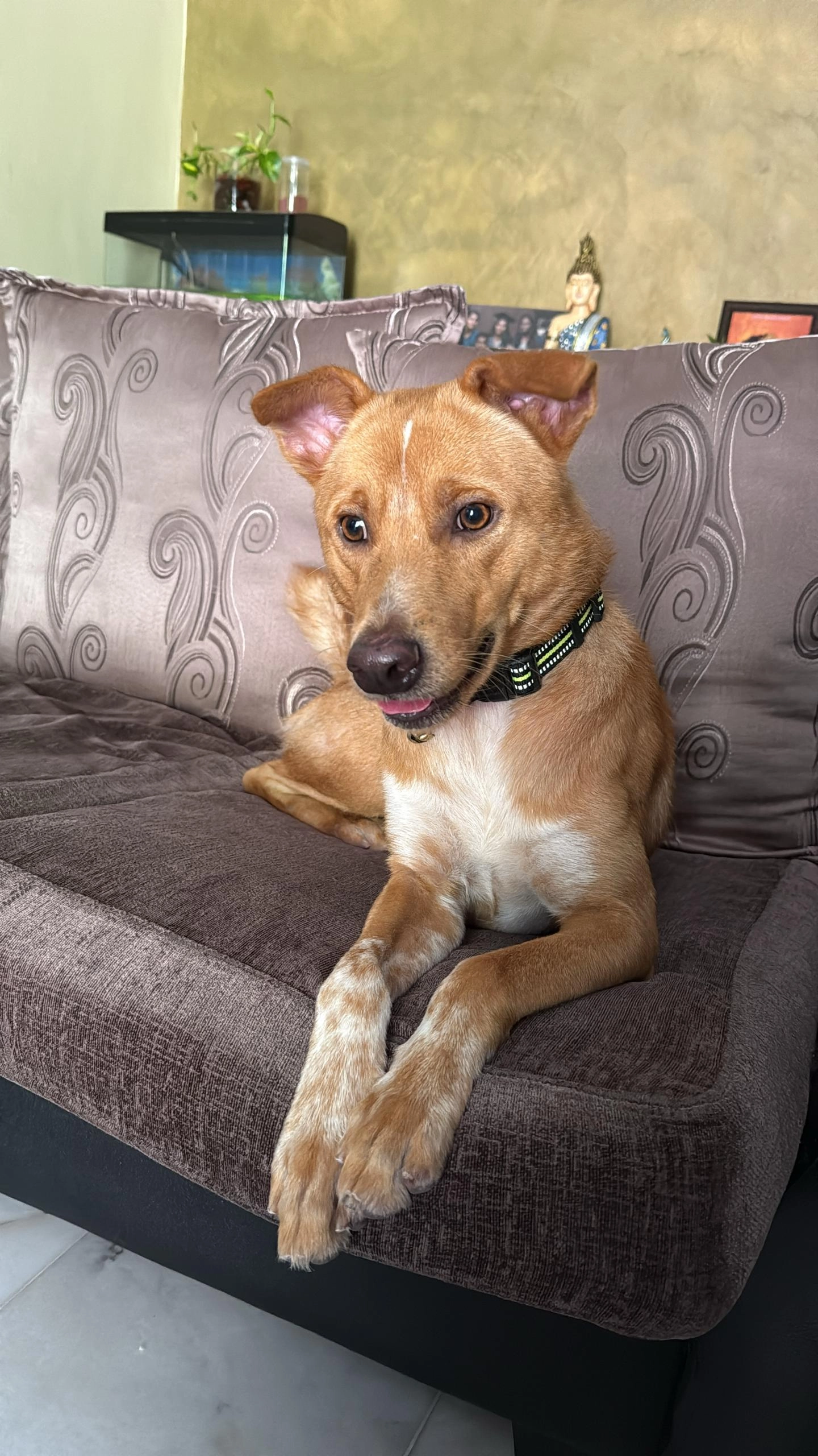 Rasu - Jalan sp 8/1 Saujana Puchong , Puchong