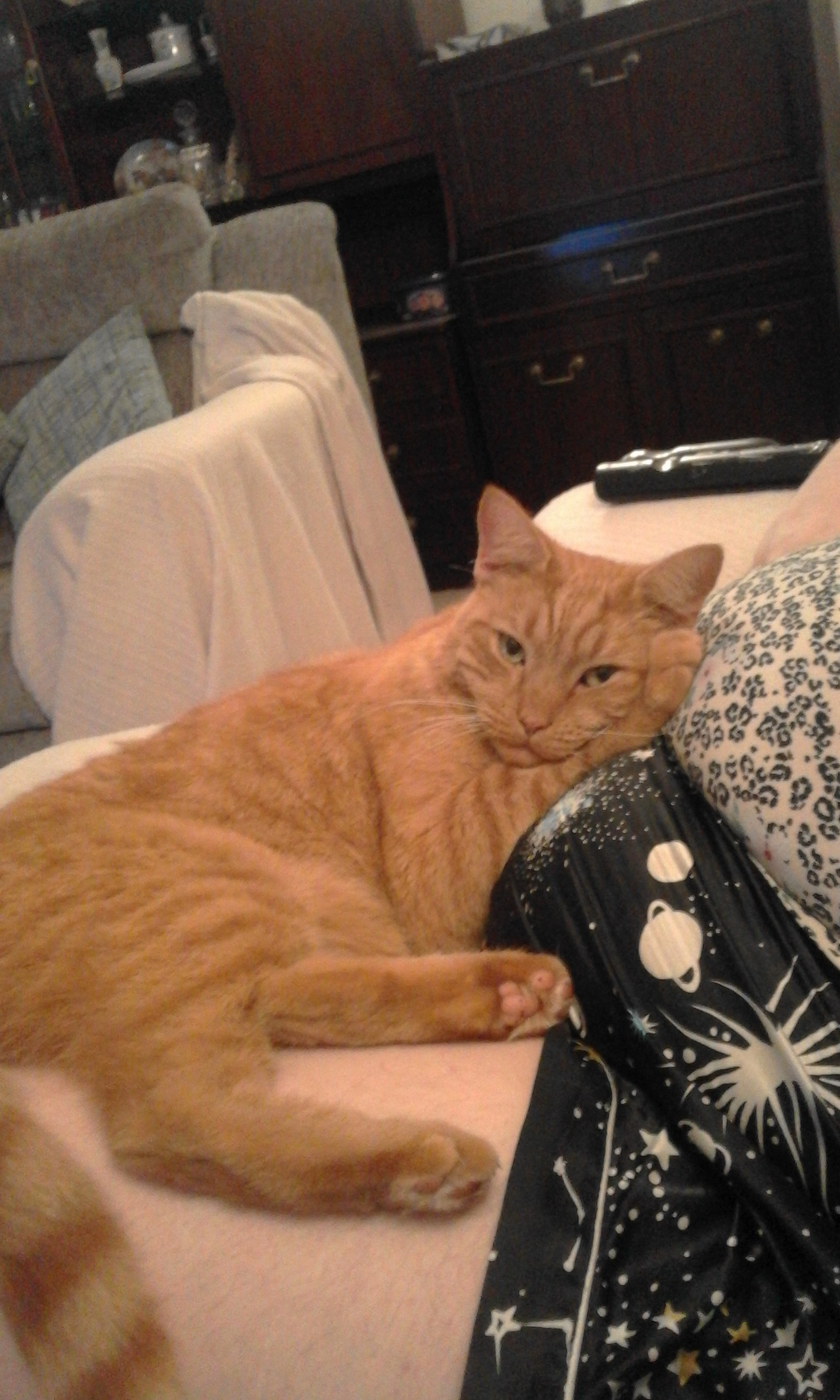 TIGGER - Belgrave Avenue, Congleton