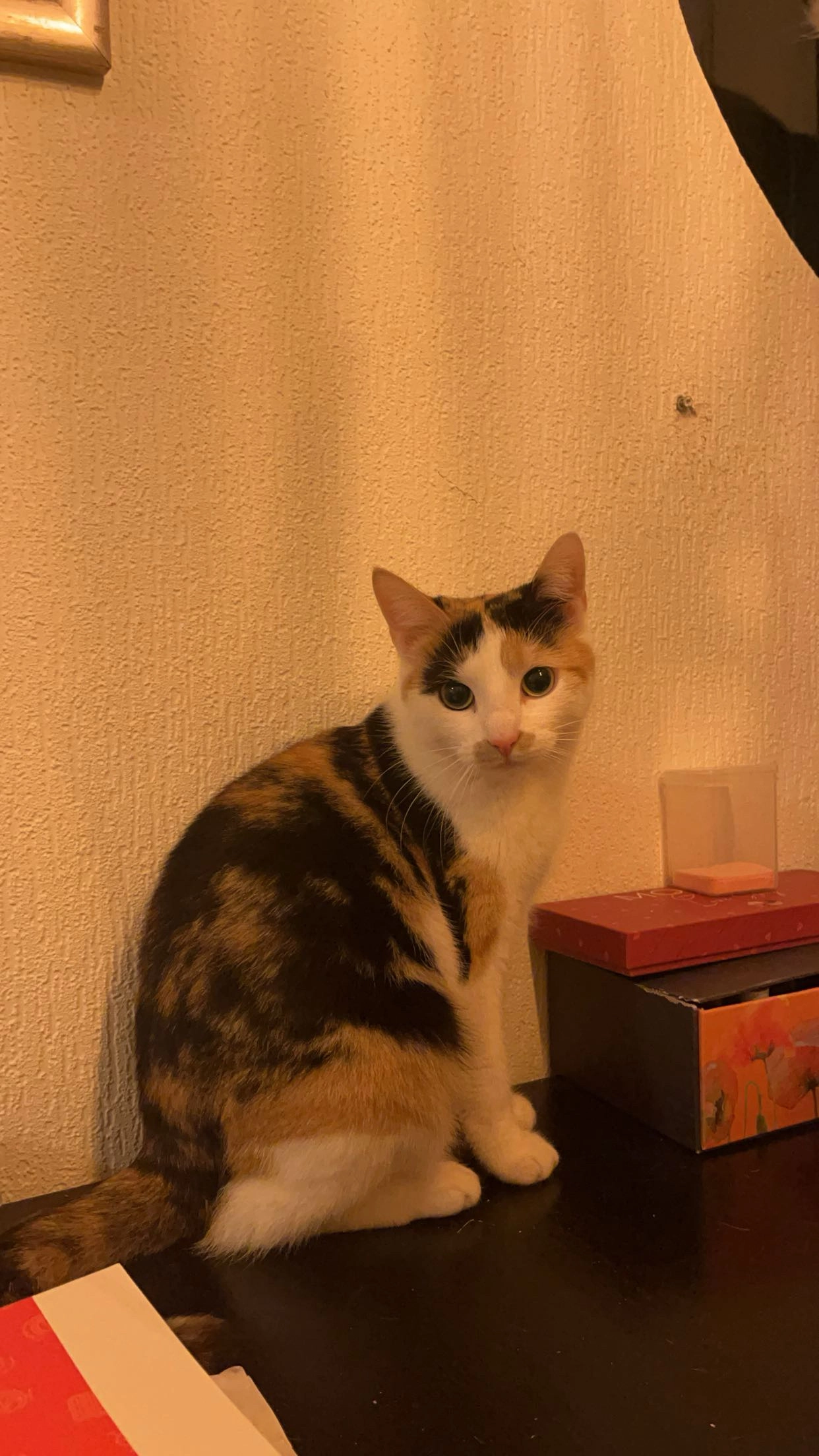 Molly - Noorderstraat, Bellingwolde