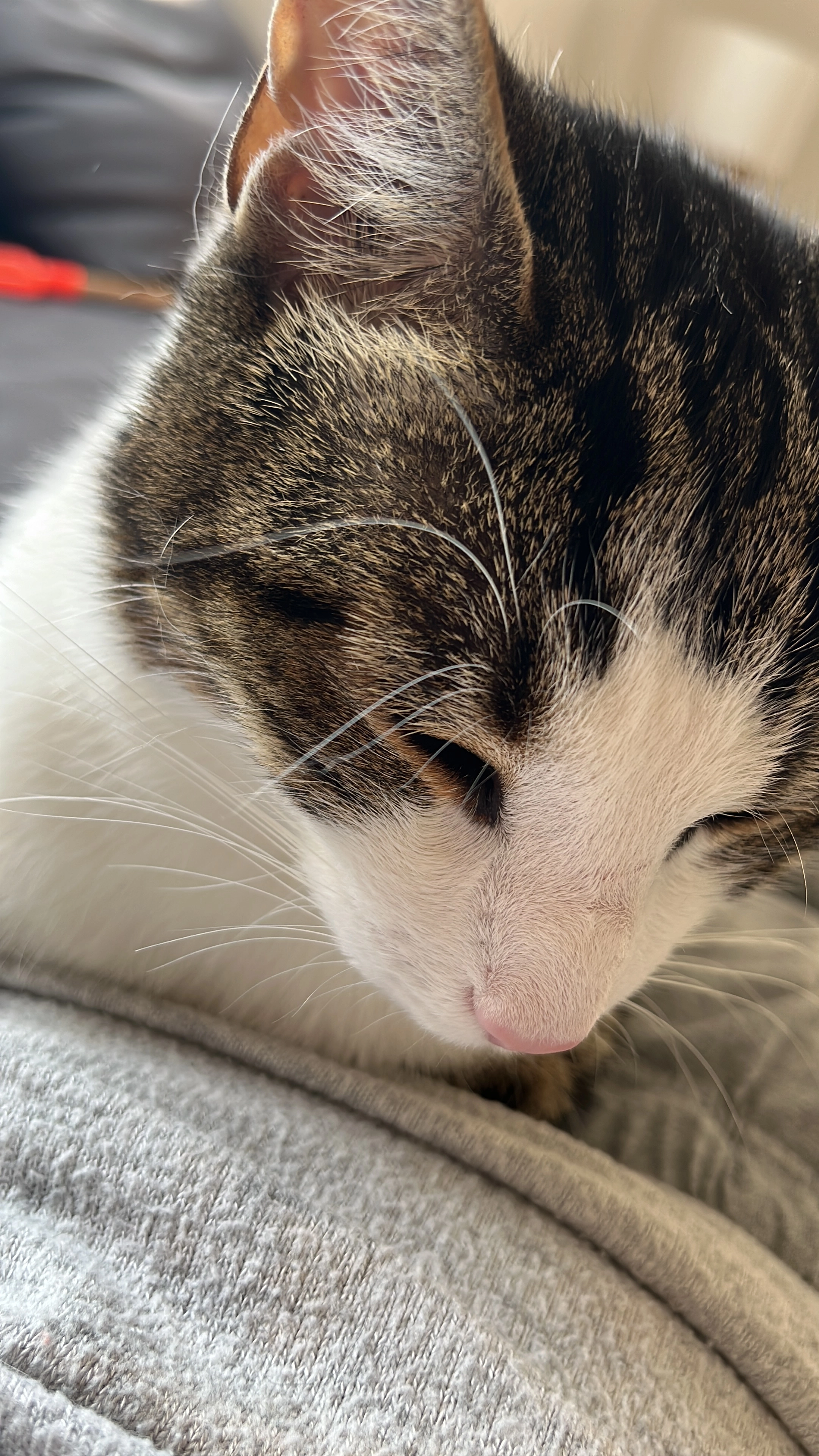 Ed - Bognor Road, Horsham