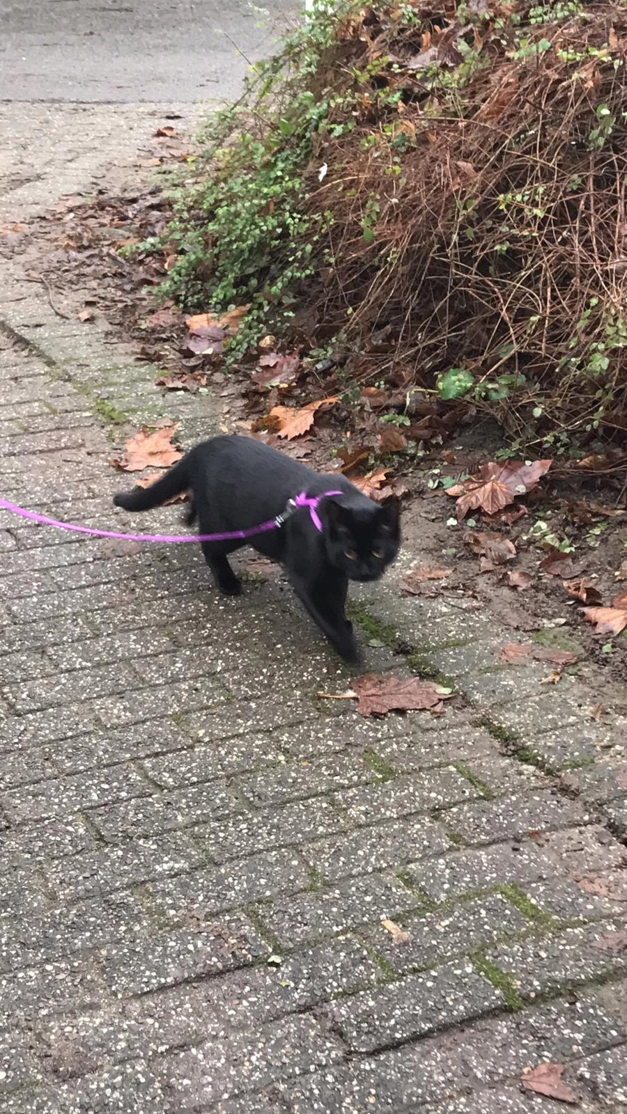 Percy - Konrad-Adenauer-Ring, Heiligenhaus