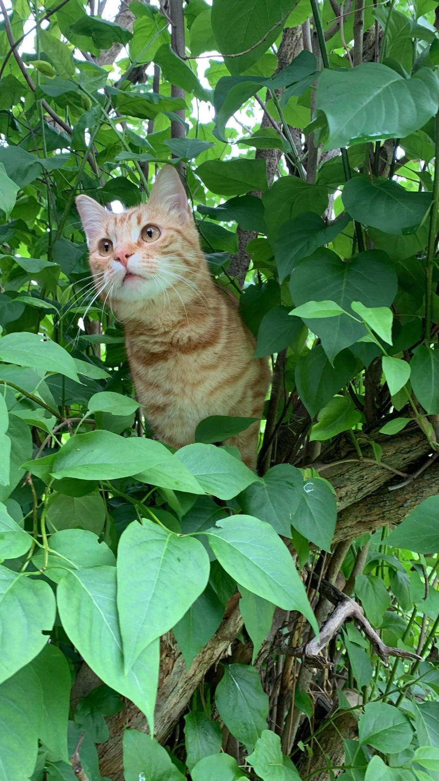 Lou - Heimbergstraße, Stuttgart