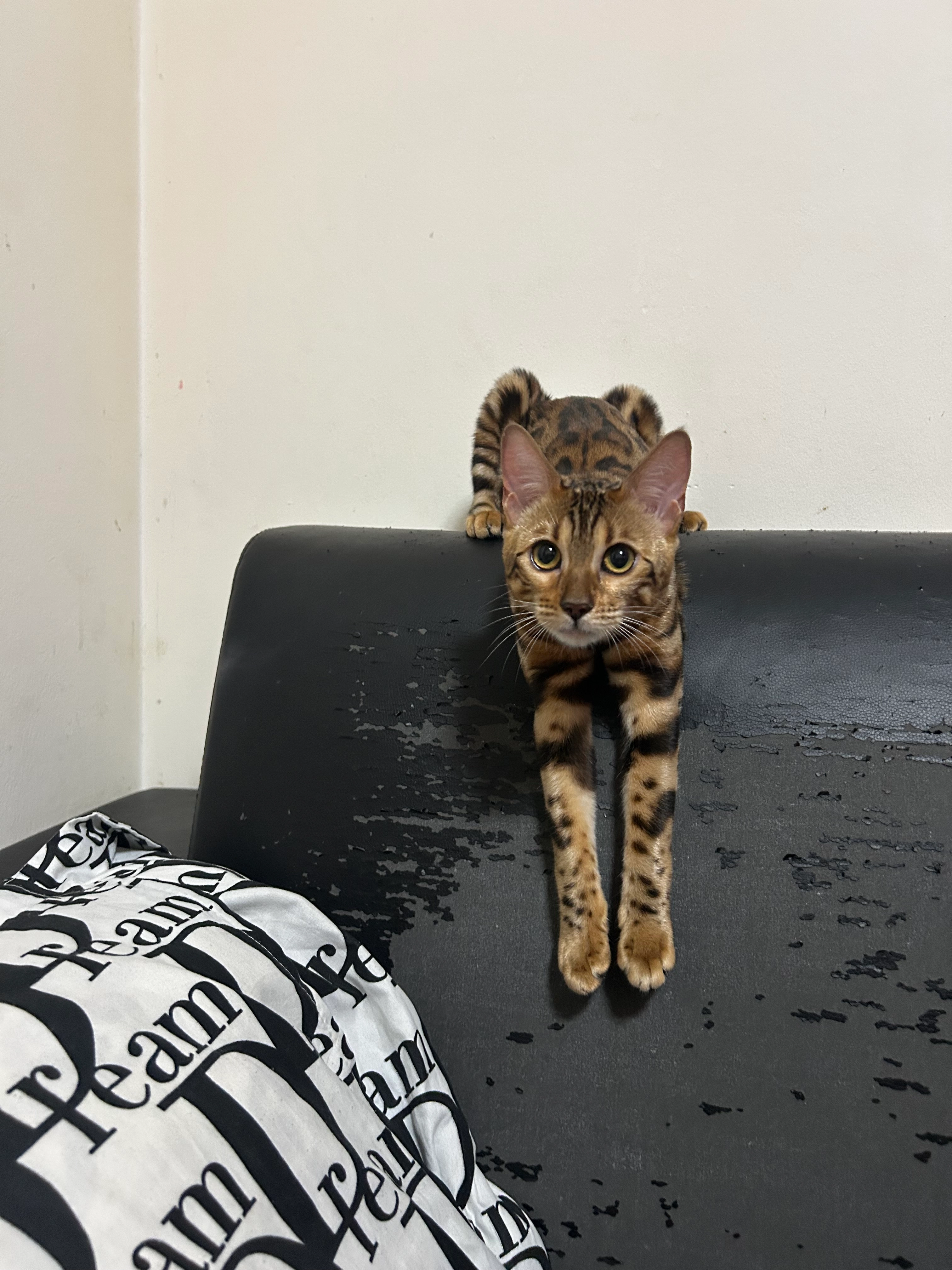 lilly - Schwammelstraße 20, Sankt Pölten