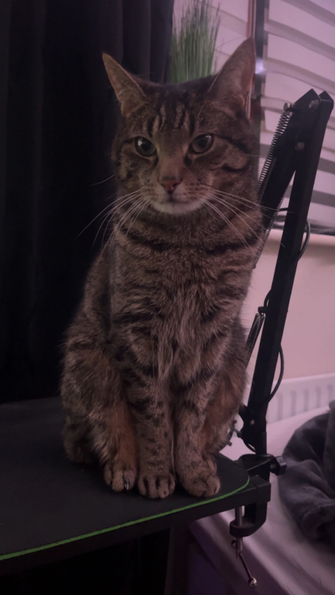 Felix - Cushlawn Dale, Ballyboden