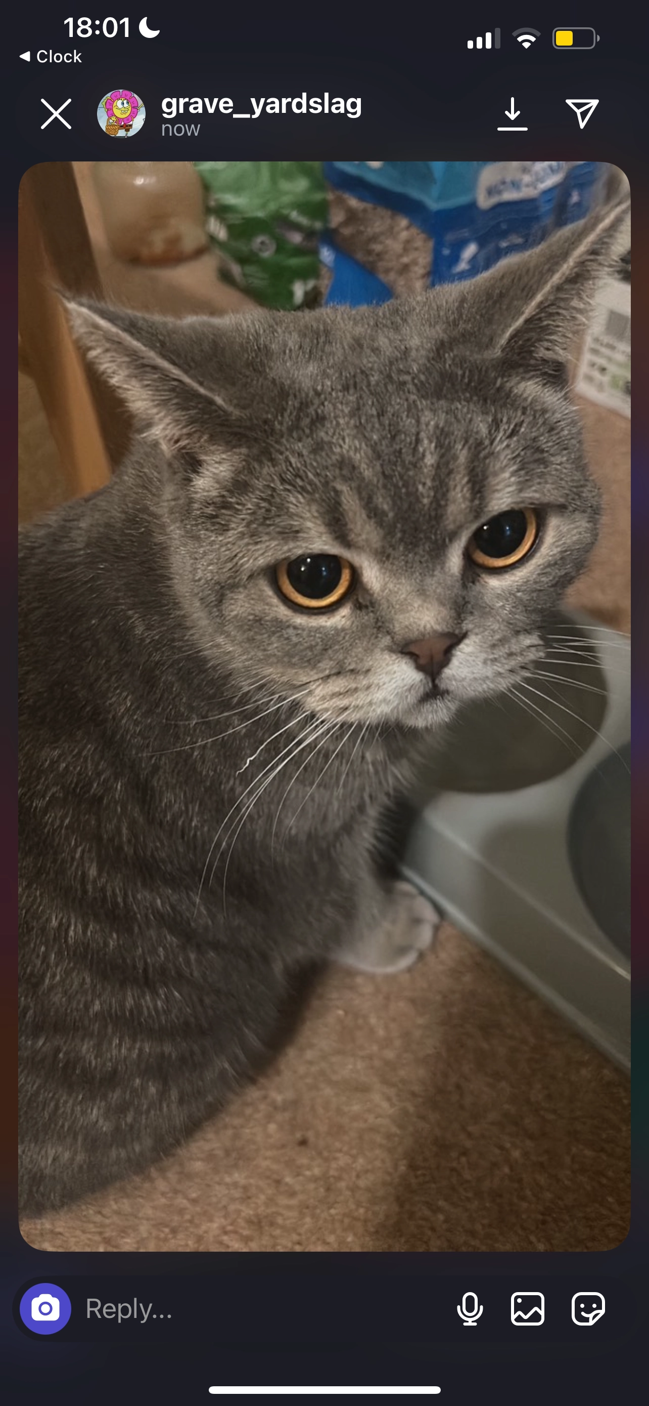 Cleo - Wood Mount, Altrincham