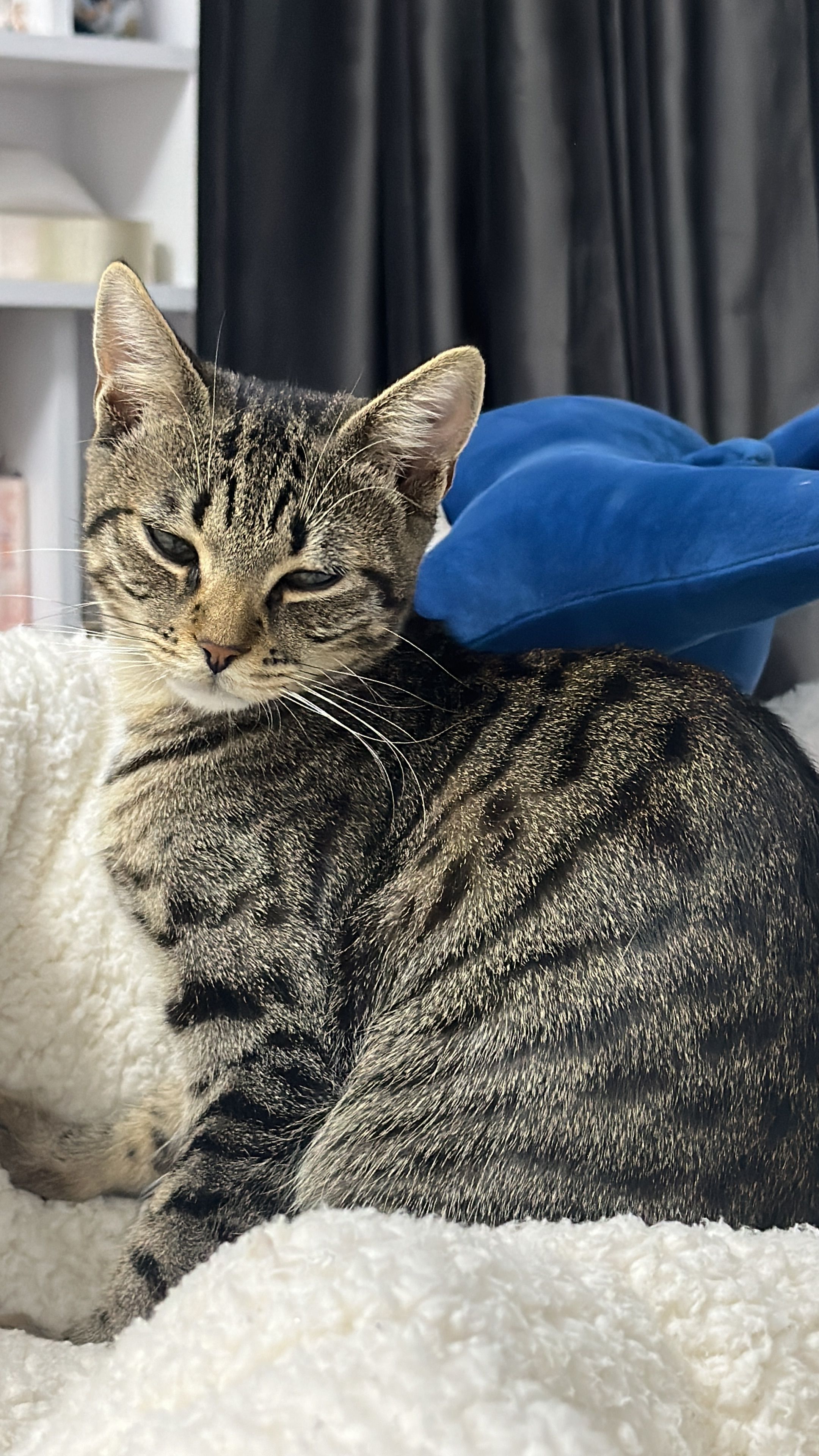 lily - Strada Piersicului, Dobroești