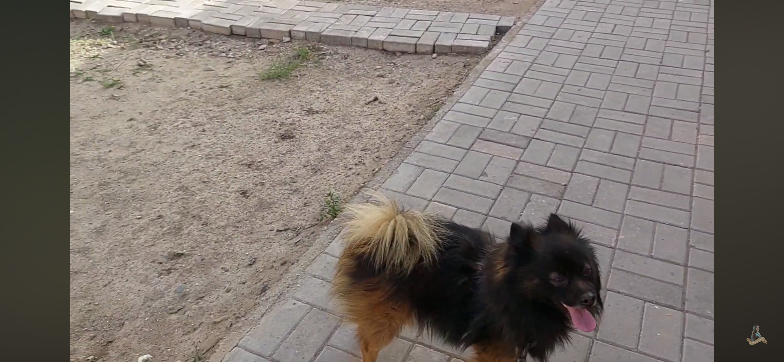 Rocky  - Rue Agadir, Safi