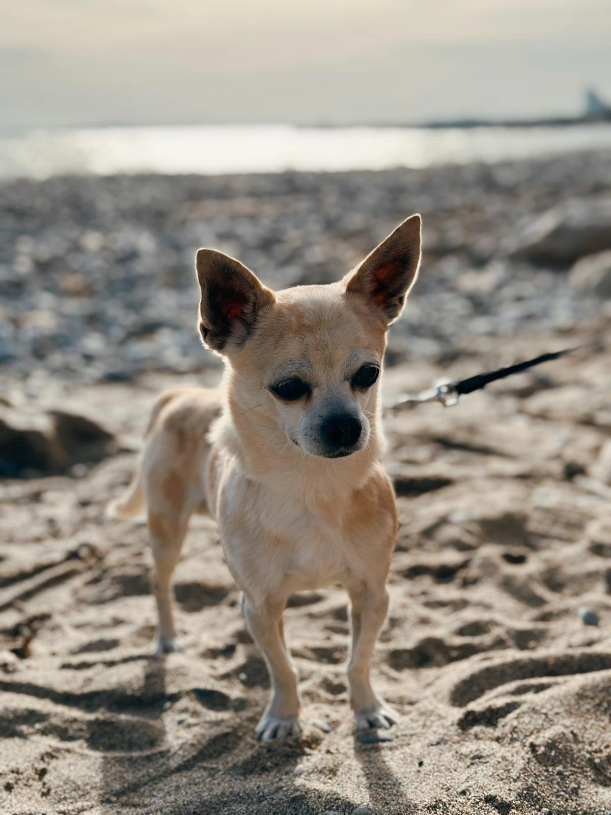 Toffie  - Danegger Straße, Neunkirchen