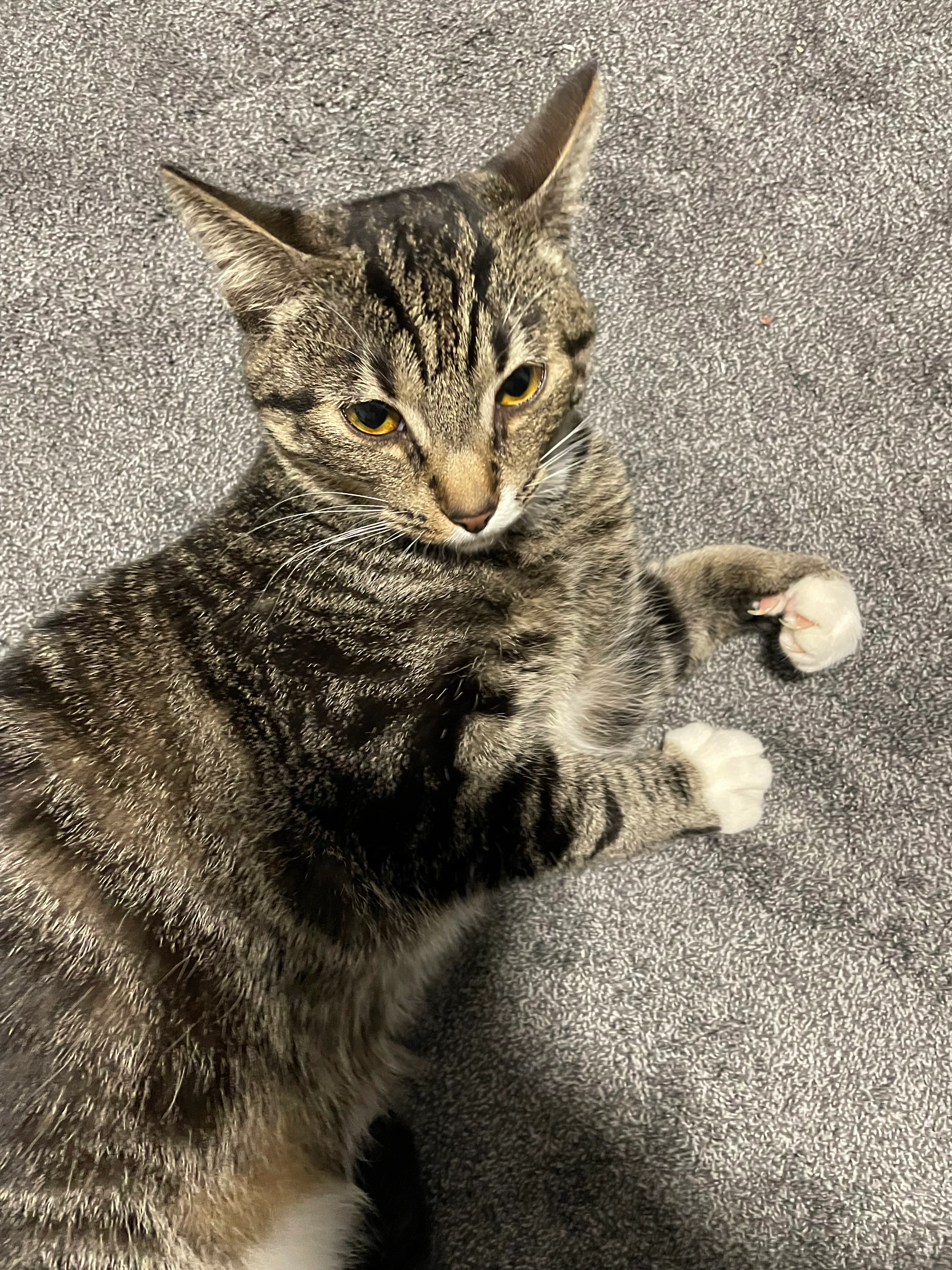 Lucy - Heinrich-Osterath-Straße, Hamburg