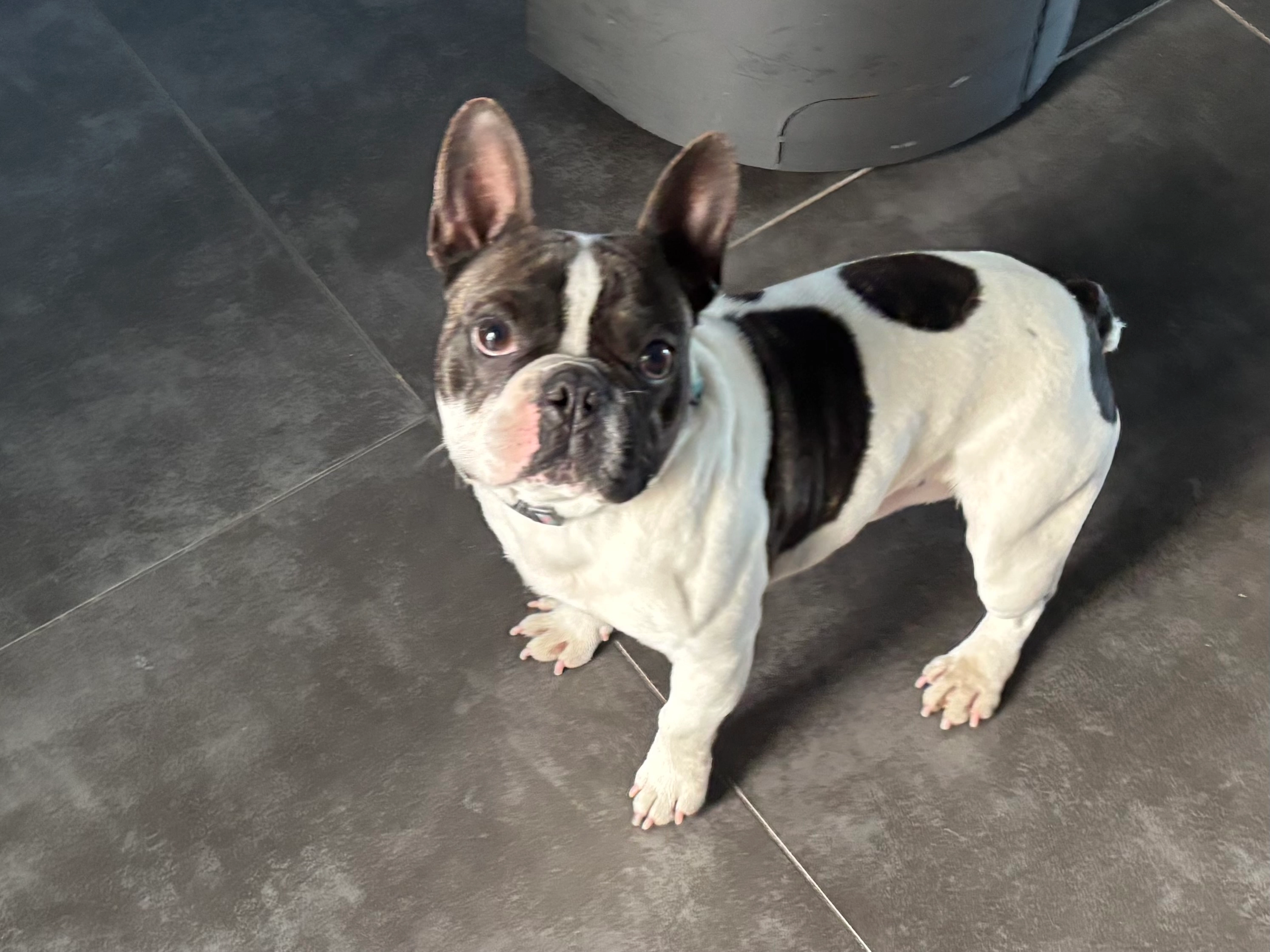 Robert - Rue d'Artagnan 22, Visé