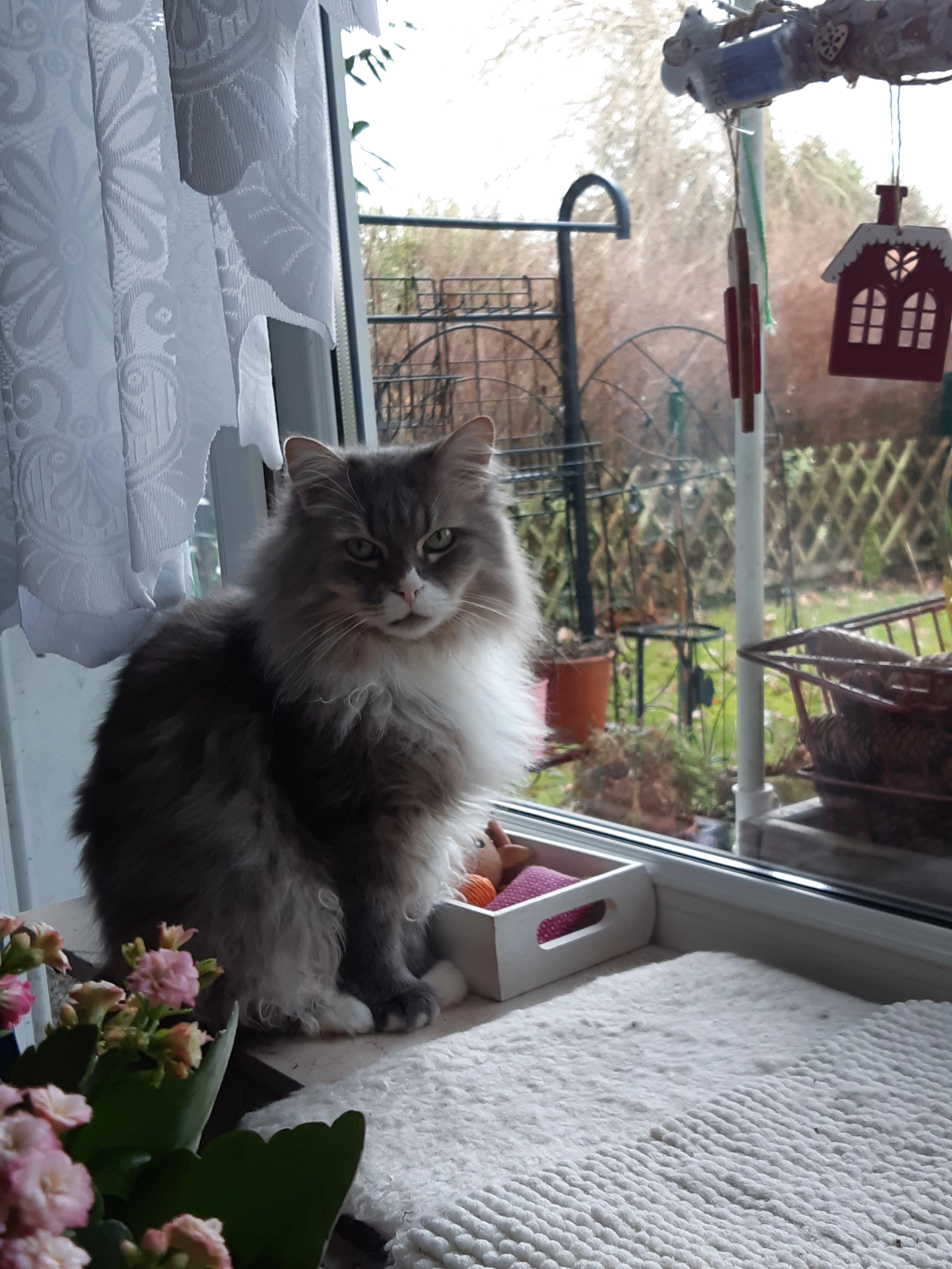 Timmy - Richard-Wagner-Straße, Saarbrücken