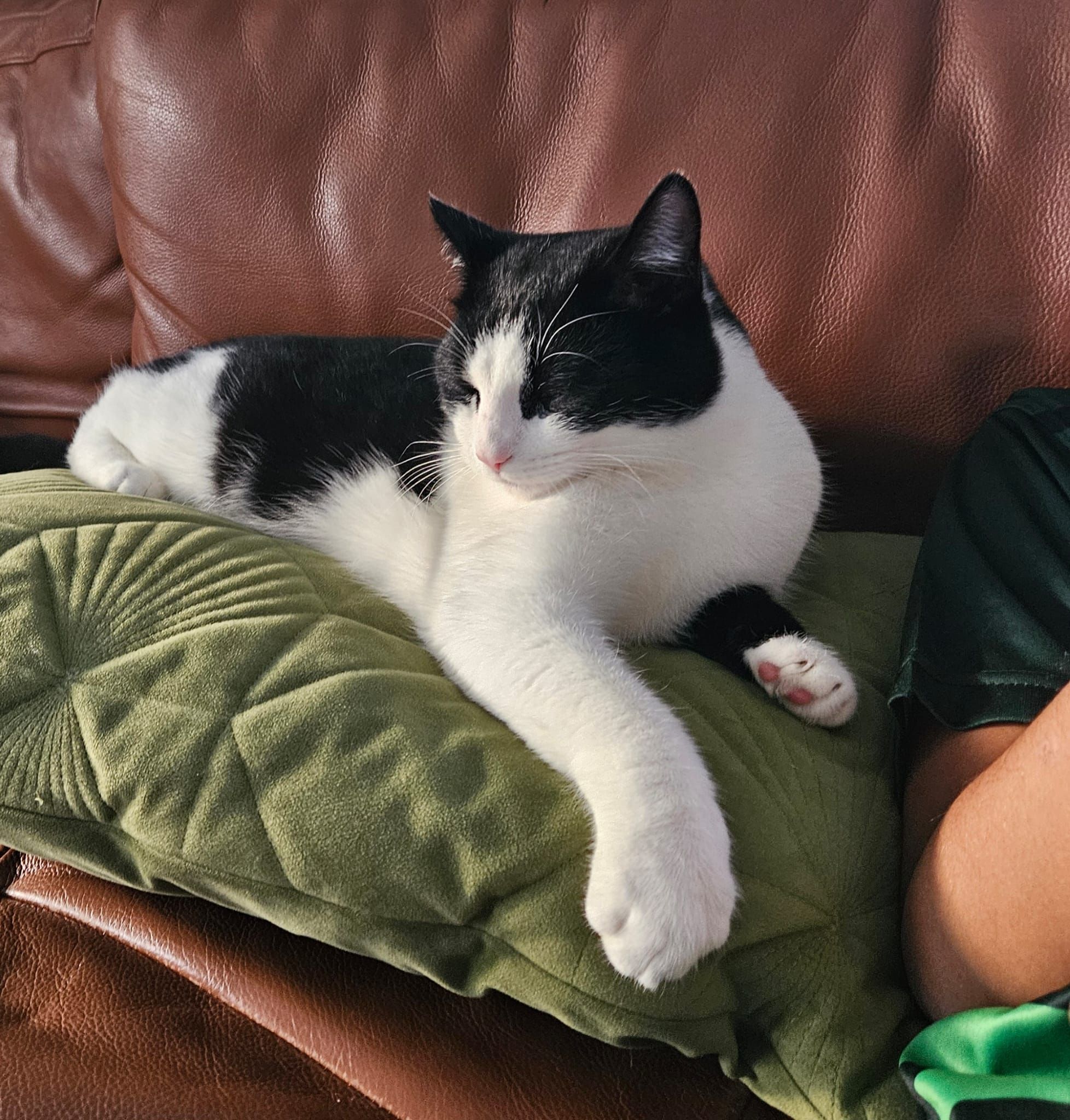 Simba - GU9 8, Farnham