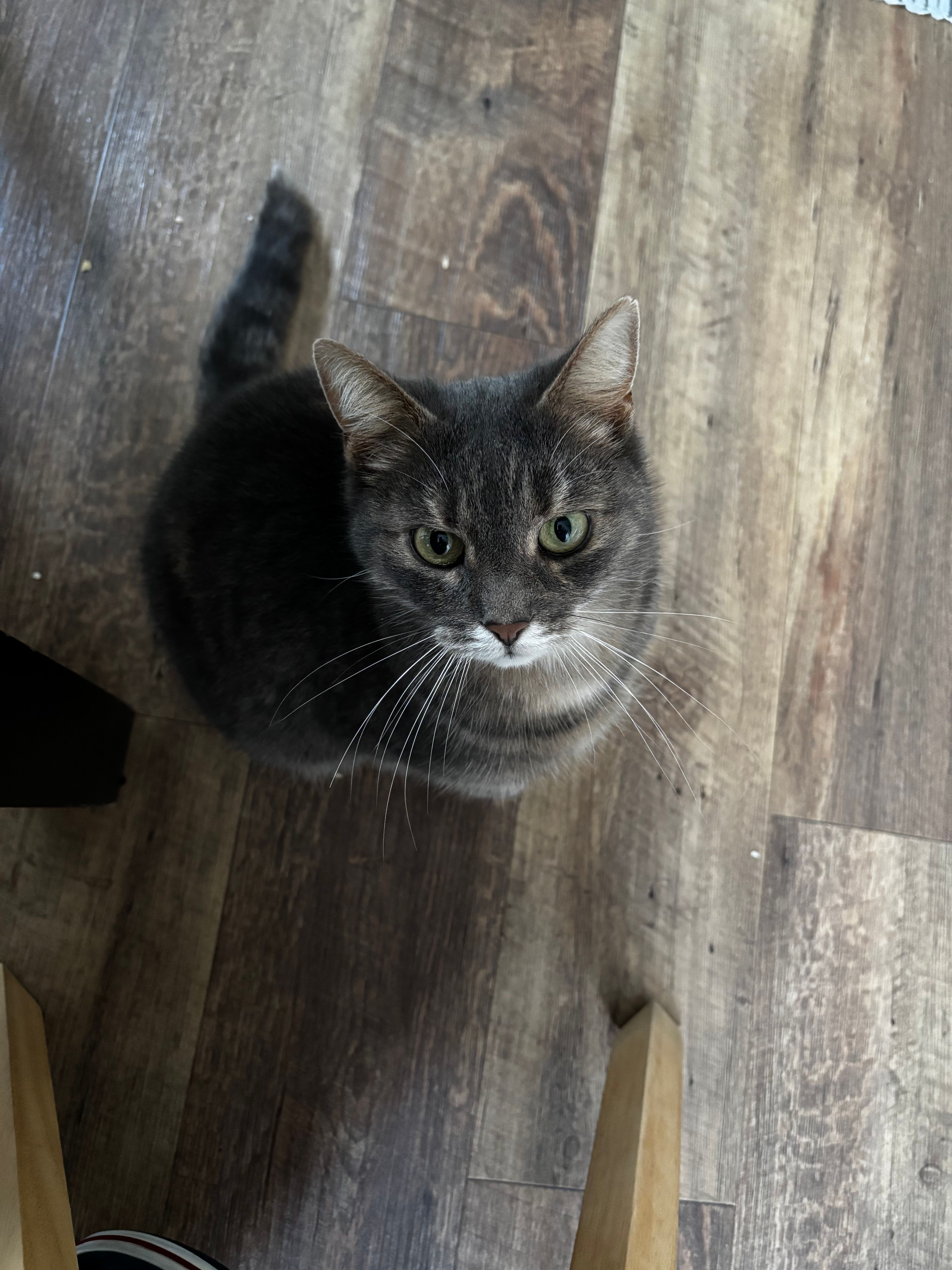 Scottie  - Druseltalstraße, Kassel