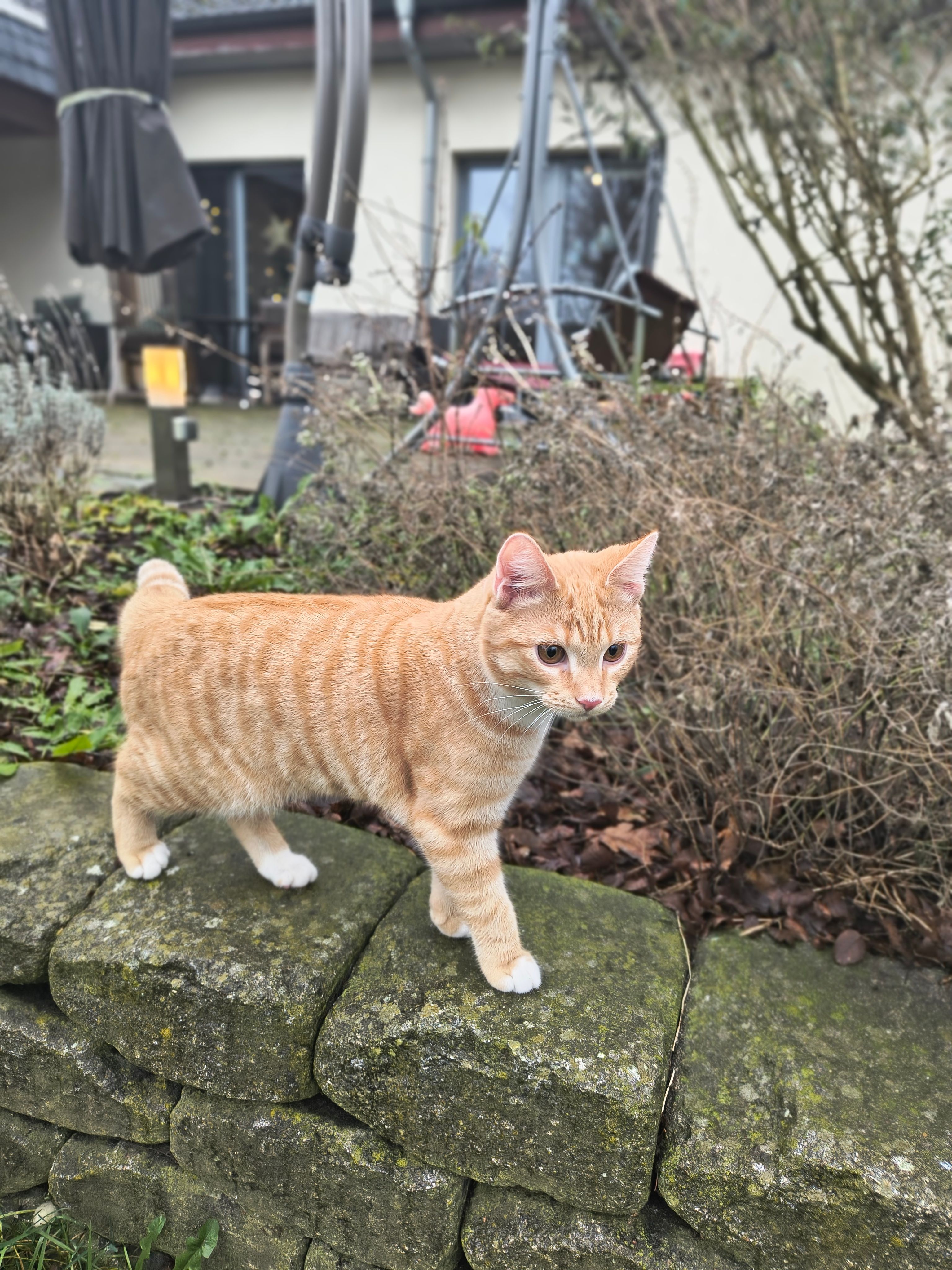 Jerry - Kälberstraße, Stuhr