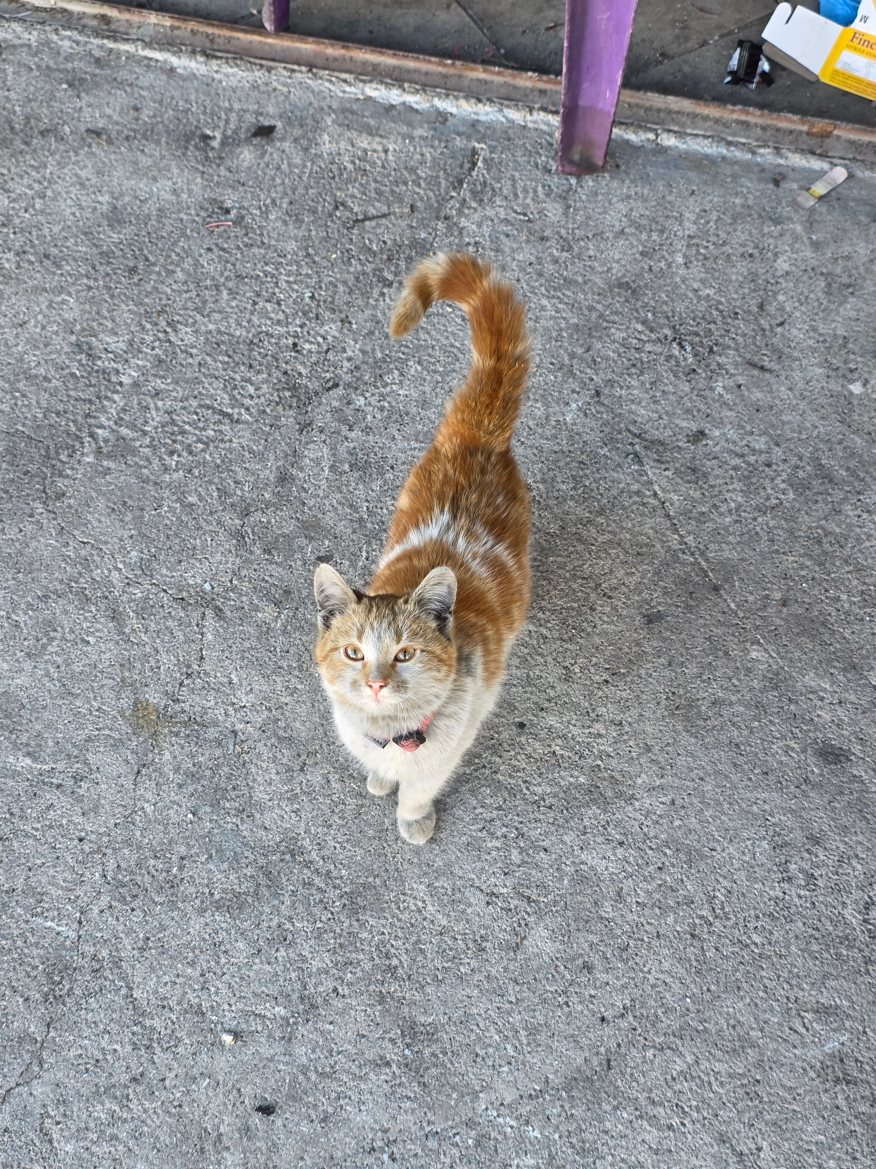 Maci - Bistrica, Ohrid