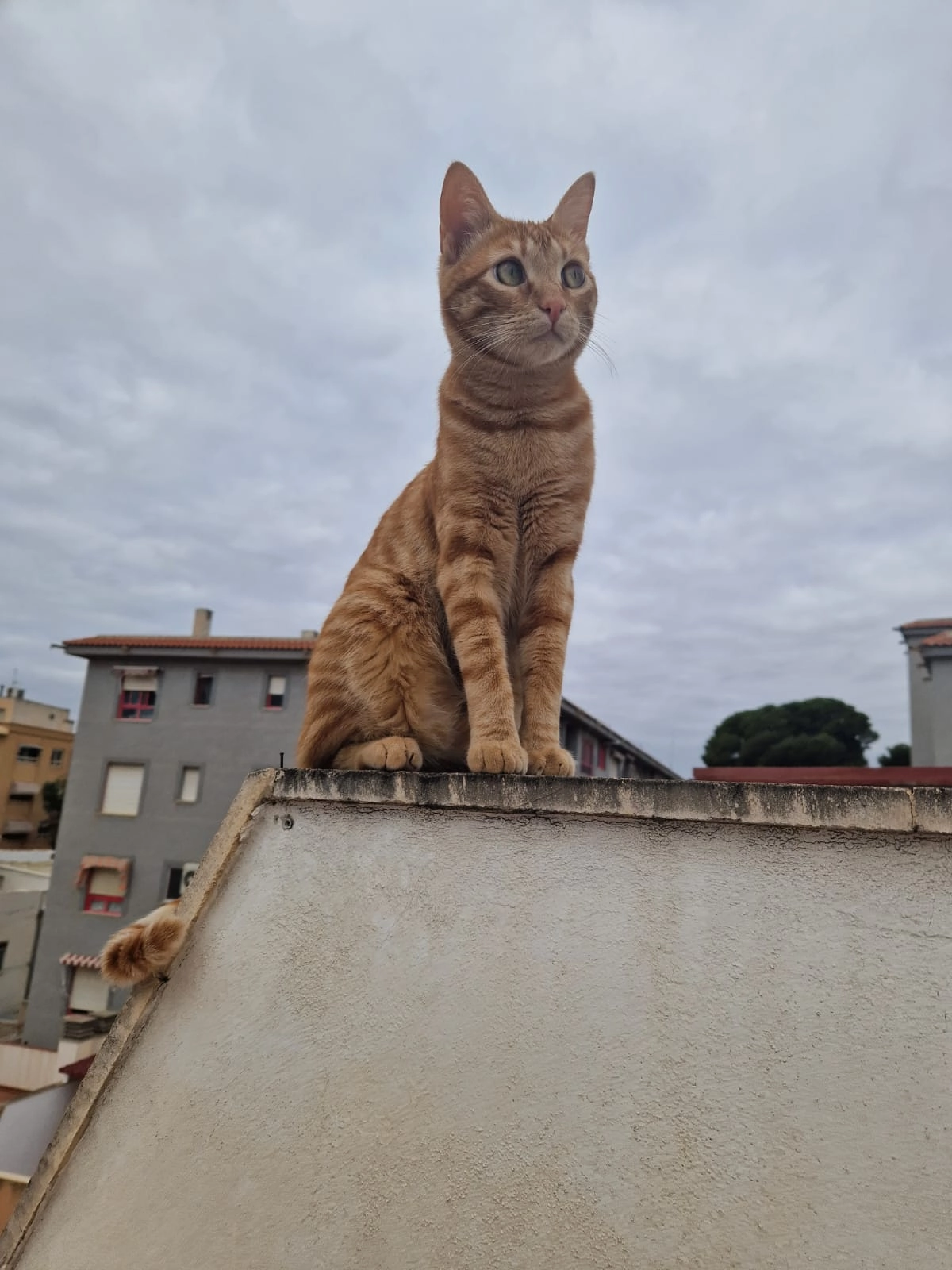 Figo - Calle de Cervantes 15, Sant Joan d'Alacant