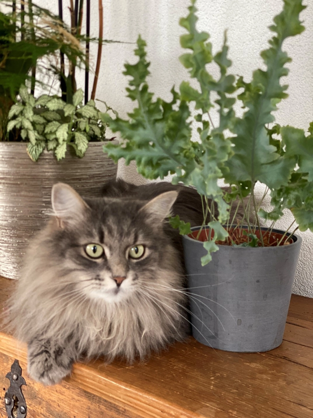 Hedi (Hedwig) - Im oberen Stieg 10, Maienfeld