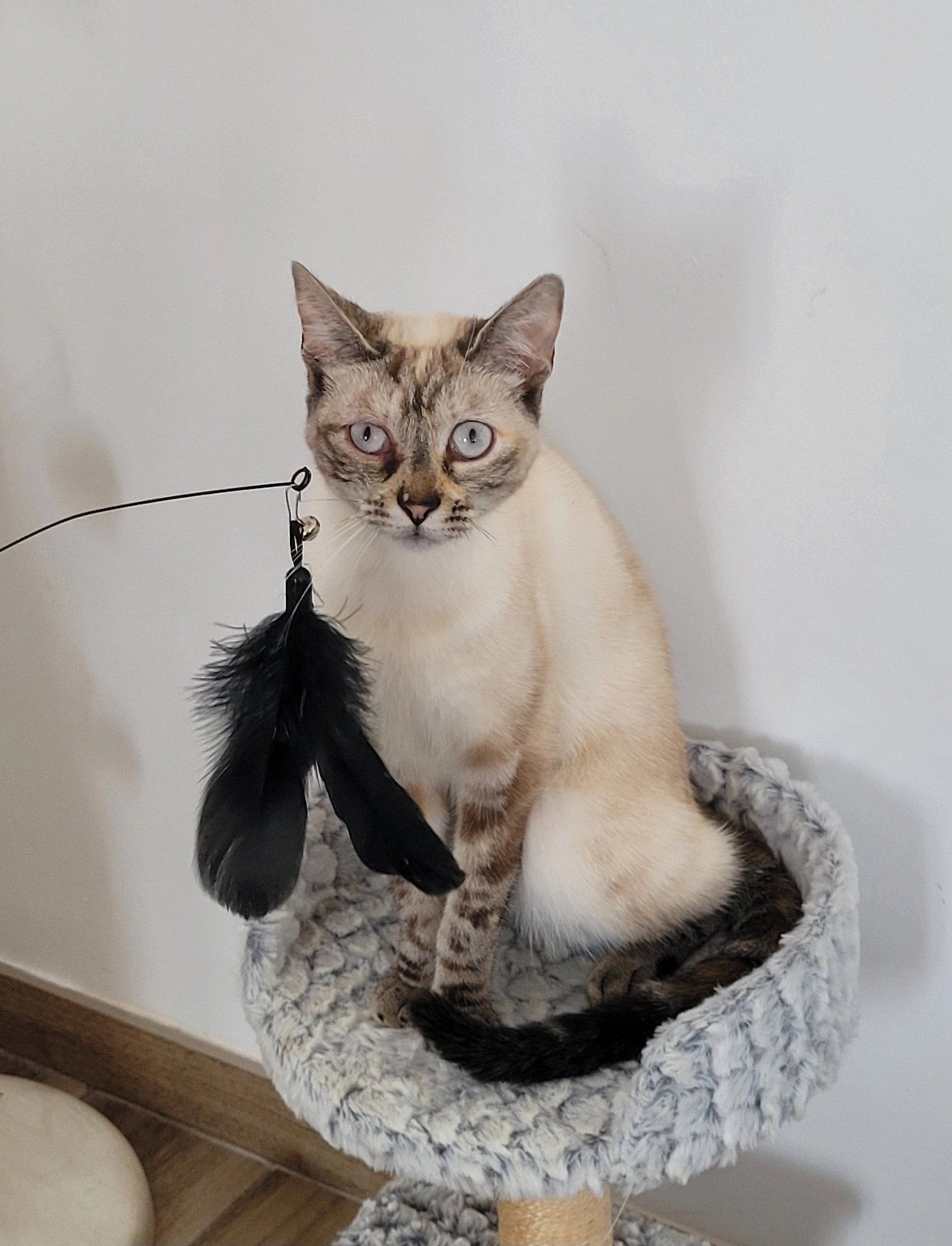 Nala - 43 Rue Bernard Petel, Surville