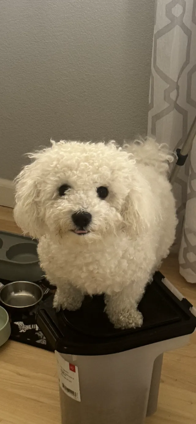 Appa - Mahogany Ln, Hercules