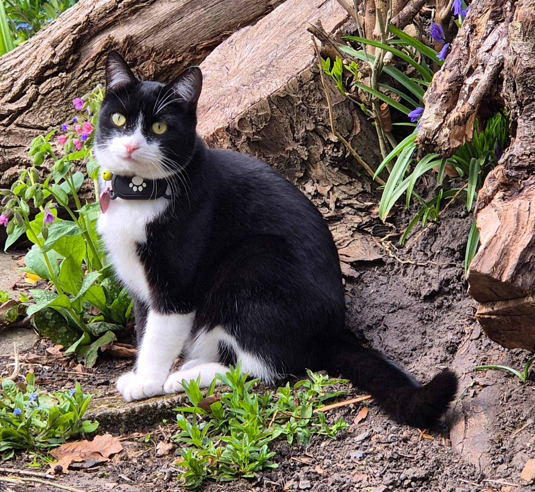 Dotty - Swanscoe Lane, Macclesfield