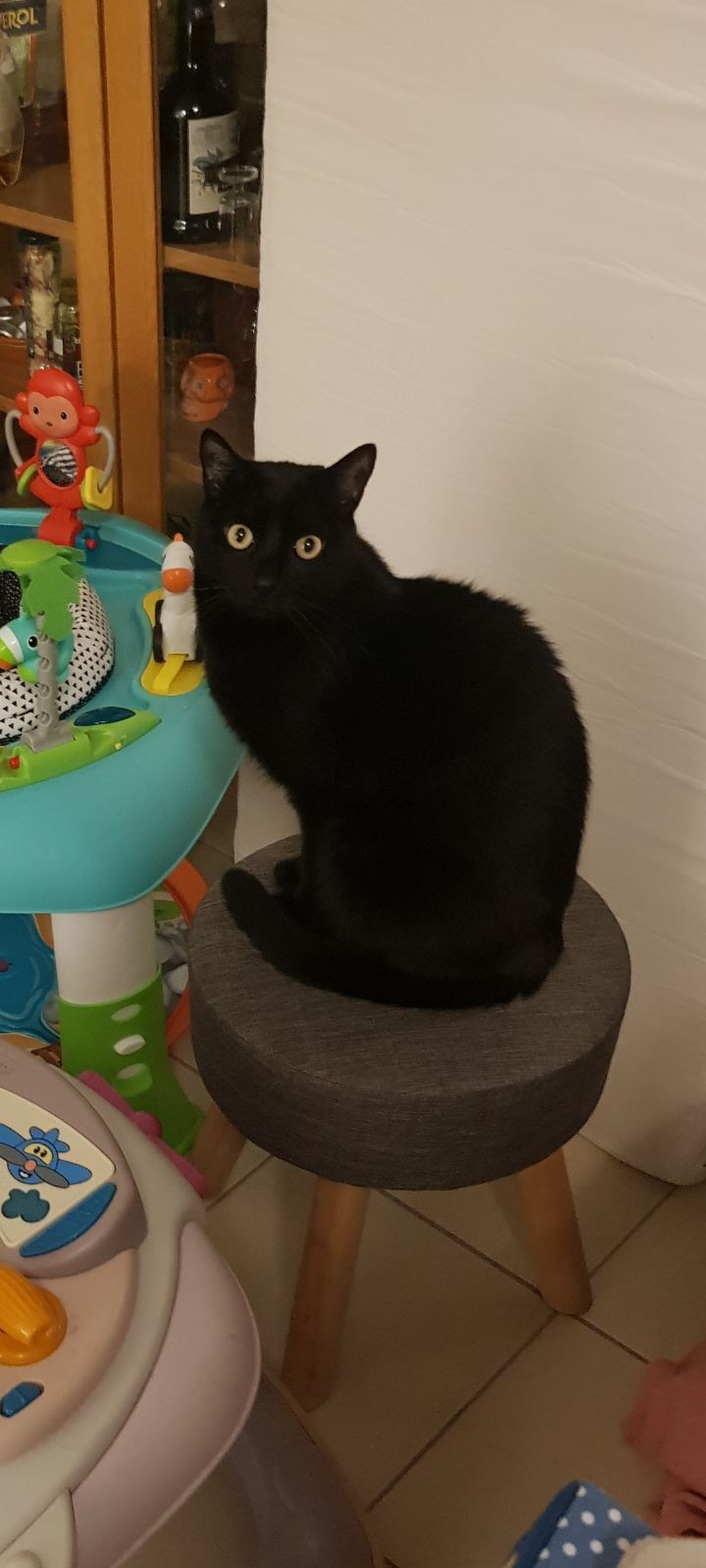 Nesta - 309 Chemin du Moulin Premier, Hyères