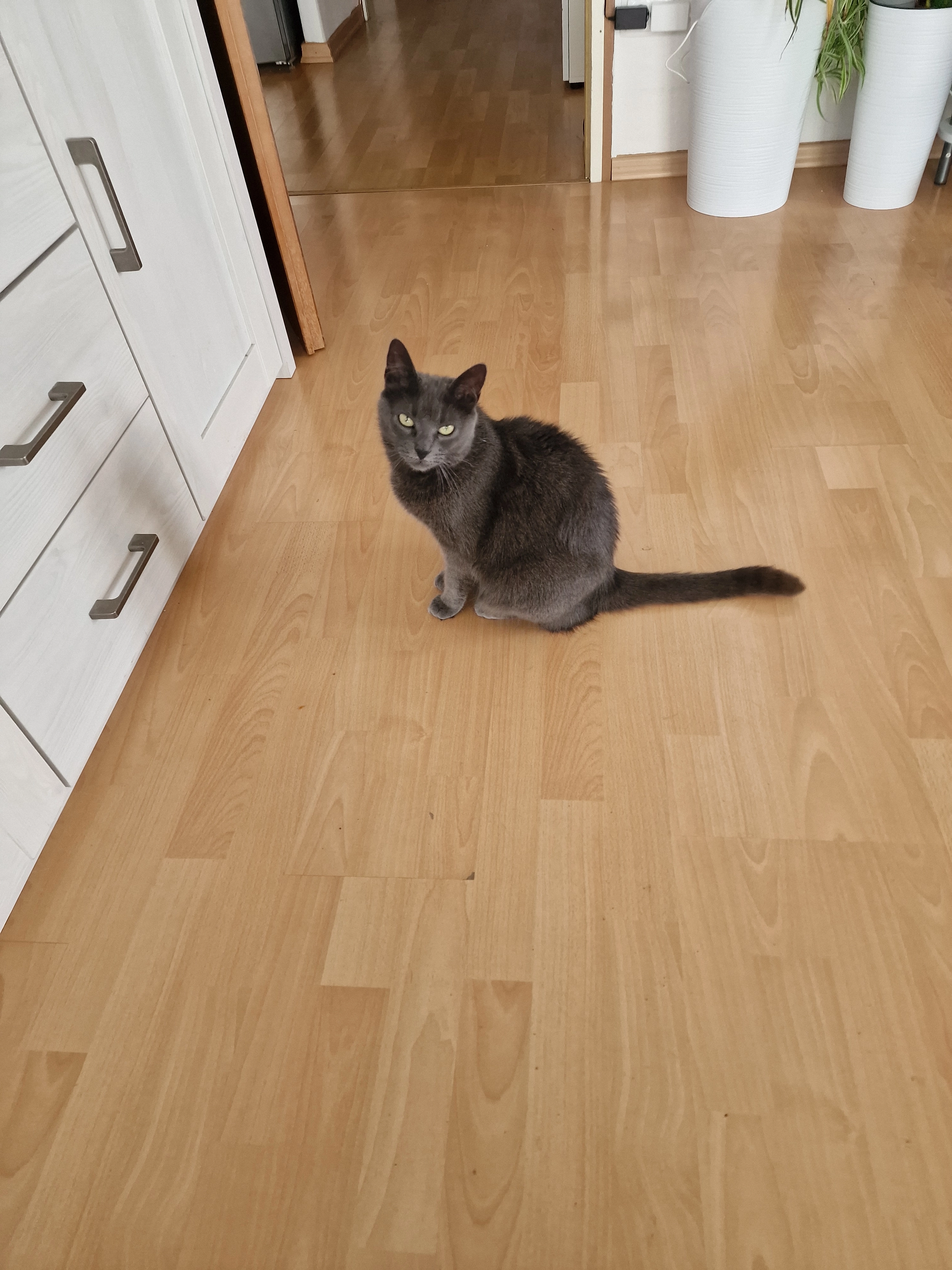 Didi - 1 Rue du Maréchal Joffre, Huningue