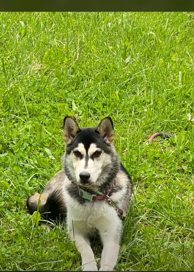 Lila - East Rutgers Avenue, Pontiac